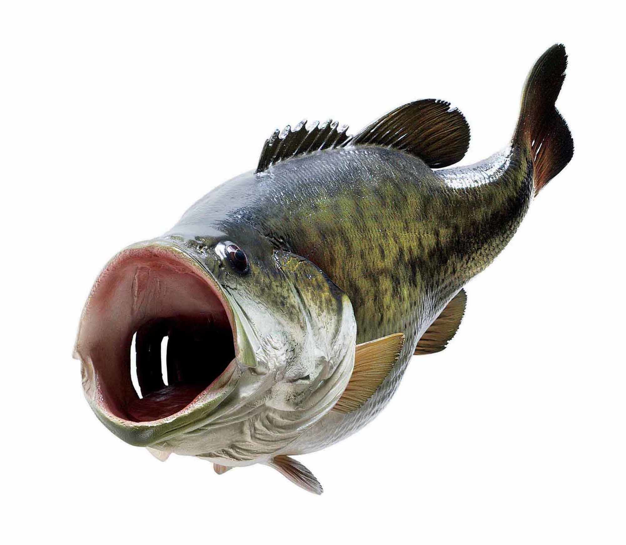 free adult wallpaper,fish,fish,bass,northern largemouth bass,bony fish