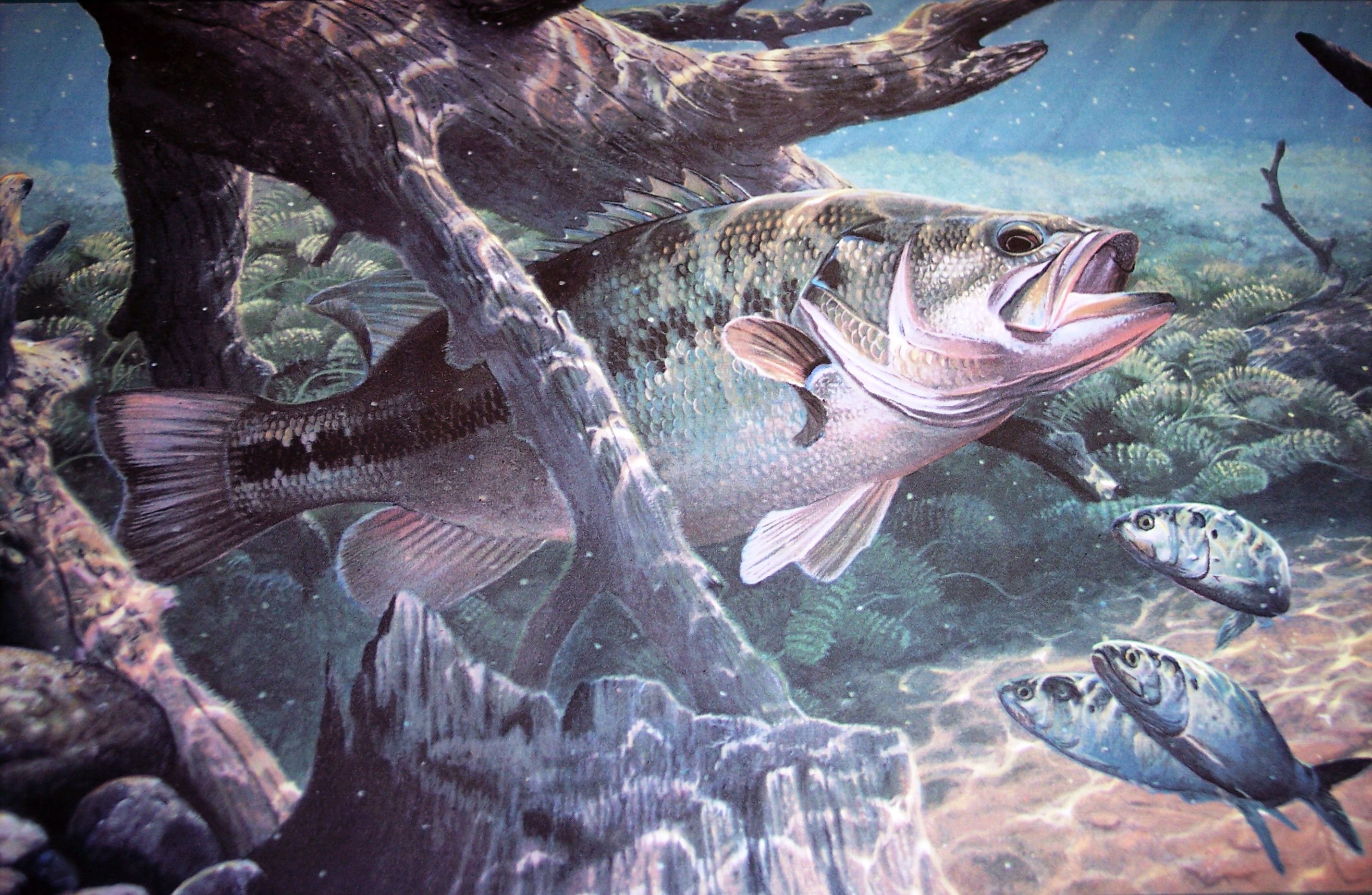largemouth bass wallpaper,fish,marine biology,fish,organism,underwater