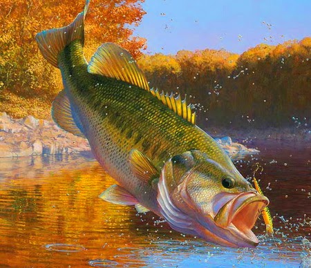 largemouth bass wallpaper,fish,vertebrate,fish,perch,bass