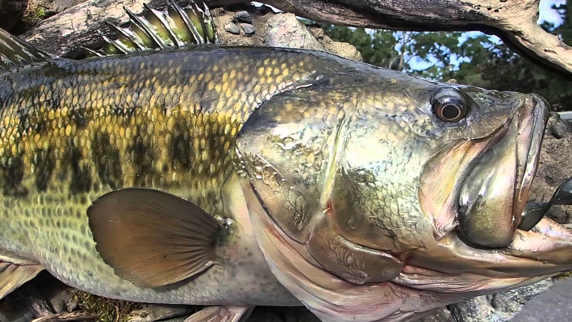 fond d'écran basse à grande bouche,poisson,poisson,basse,poisson à nageoires rayonnées,poisson osseux