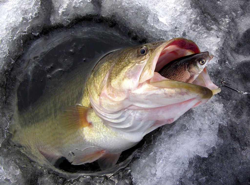 largemouth bass wallpaper,fish,fish,bass,trout,cutthroat trout
