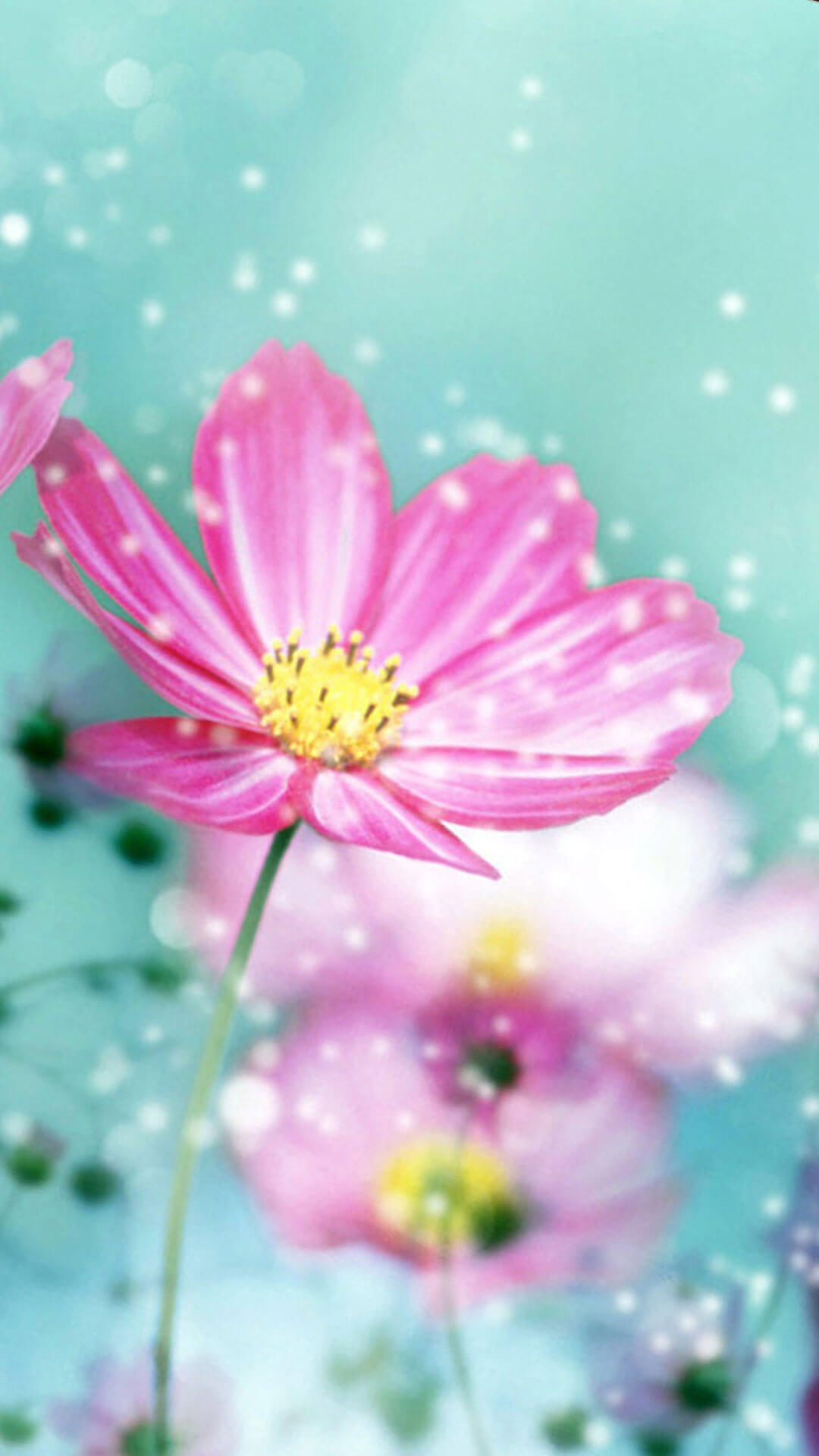 flower background hd wallpaper,flower,flowering plant,petal,pink,cosmos