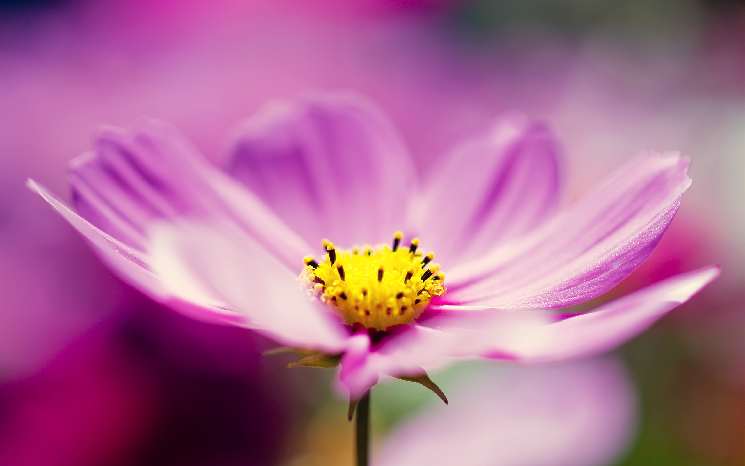 flower background hd wallpaper,flower,flowering plant,petal,plant,pink