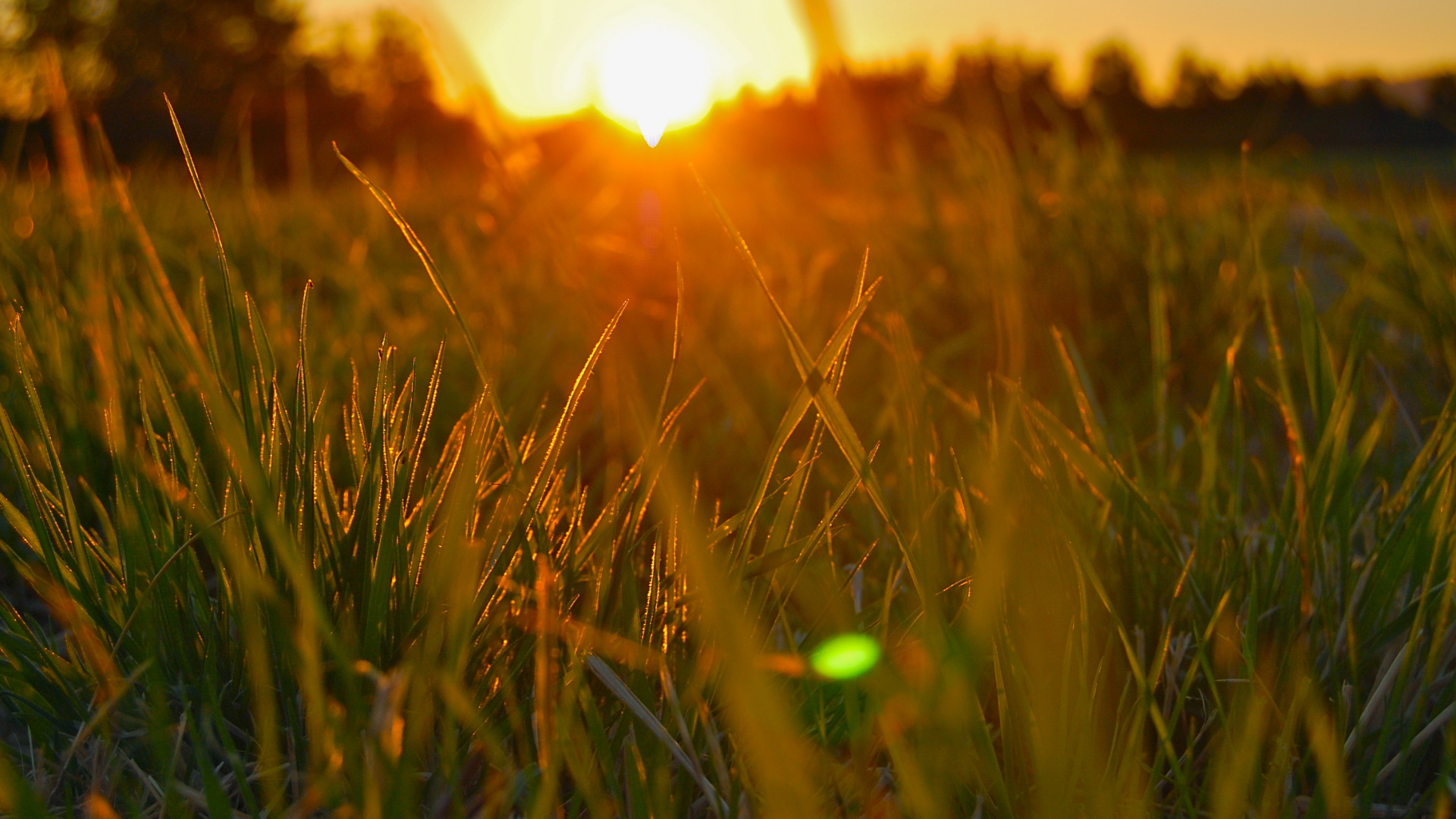 samsung j7 fond d'écran hd 1080p,la nature,herbe,vert,lumière du soleil,matin