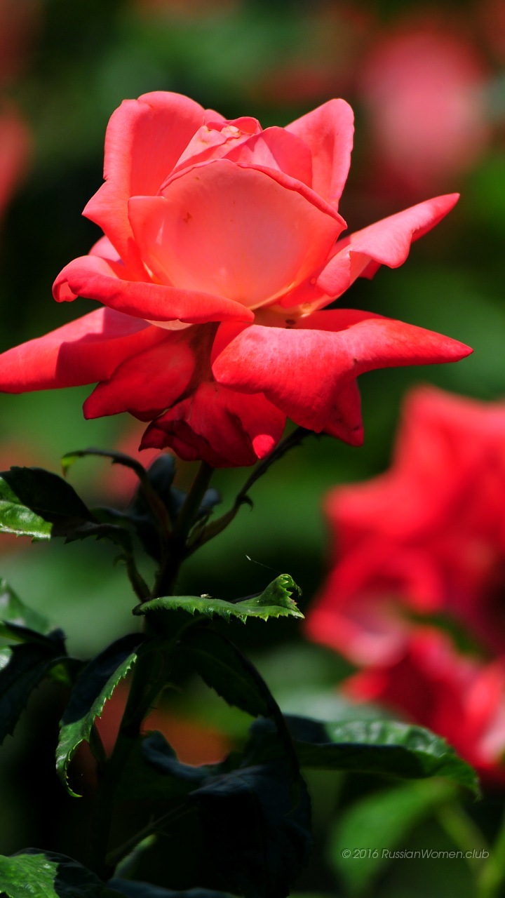 fondo de pantalla para samsung j5 2016,flor,planta floreciendo,rojo,pétalo,planta