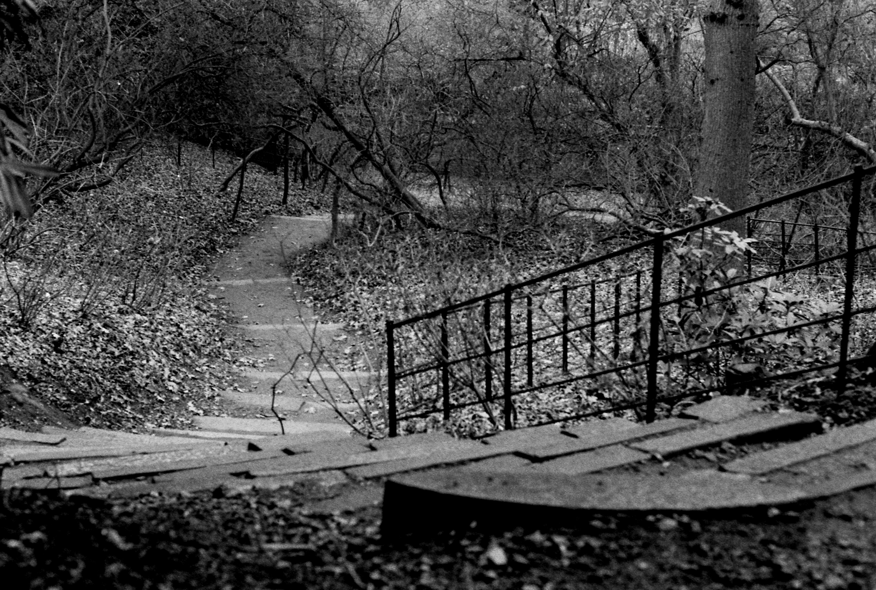 schwärzere tapete,schwarz und weiß,monochrome fotografie,wasser,baum,einfarbig