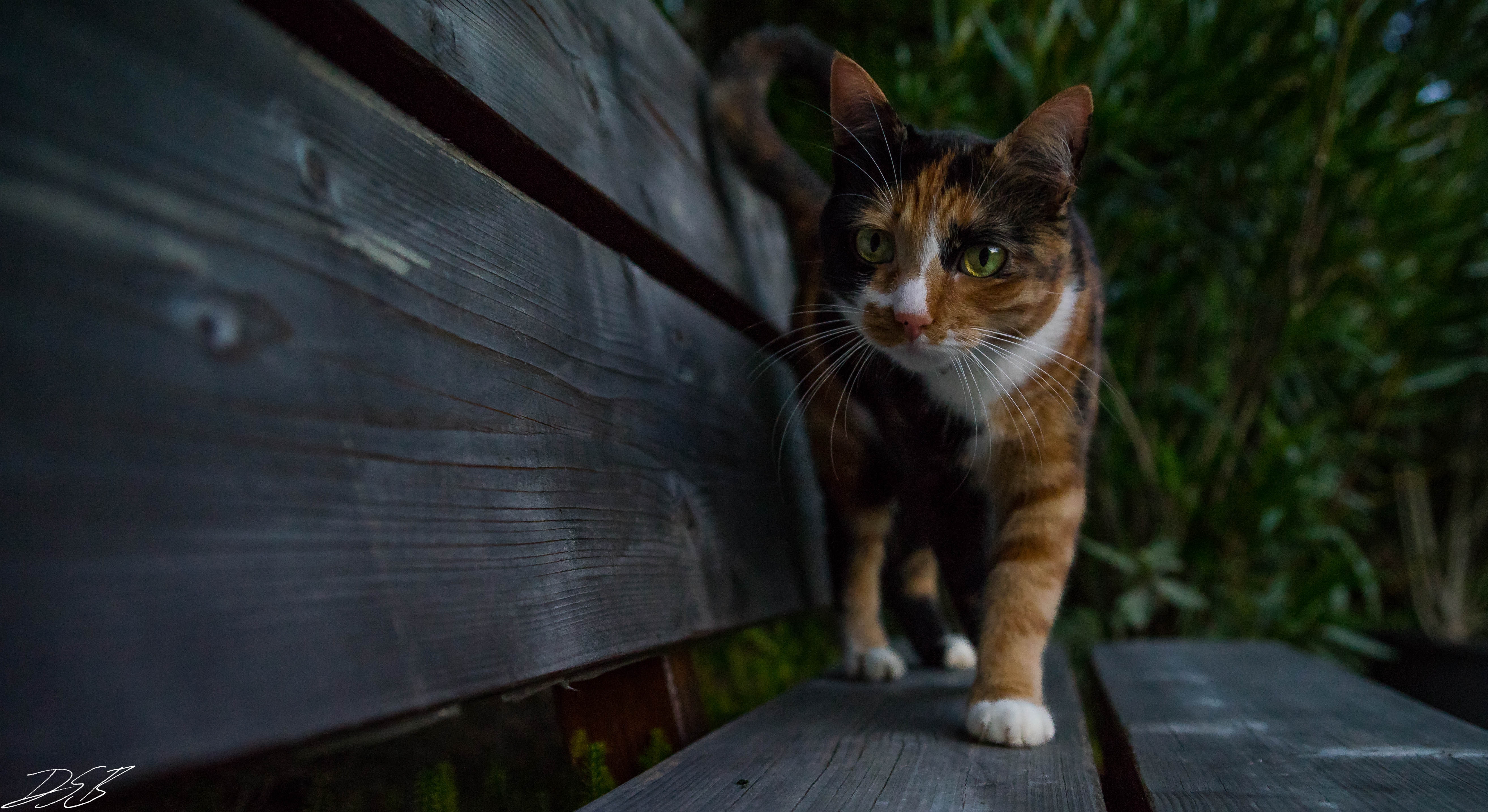 グループチャットの壁紙,ネコ,ひげ,中型から中型の猫,ネコ科,エーゲ猫