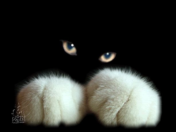 fond d'écran de chat de groupe,chat,moustaches,félidés,chats de petite à moyenne taille,fourrure