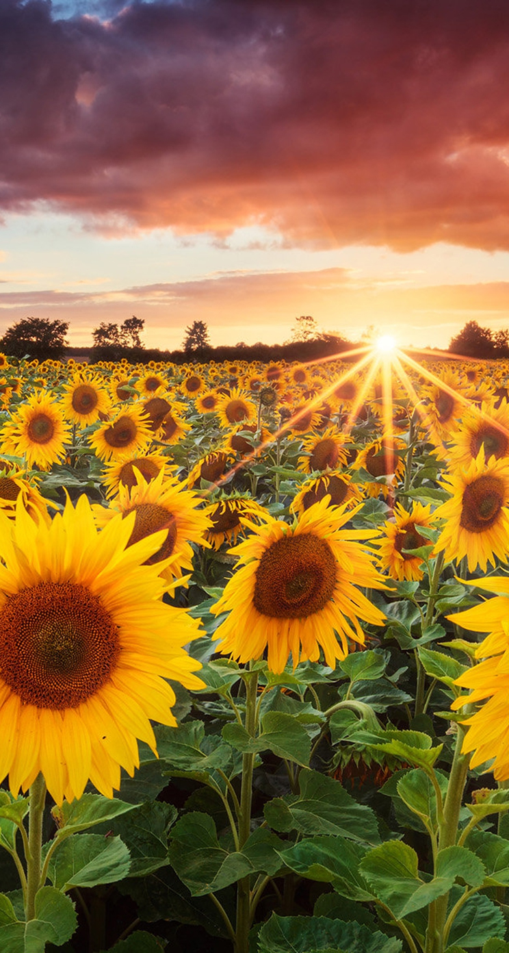 group chat wallpaper,sunflower,flower,sky,nature,field