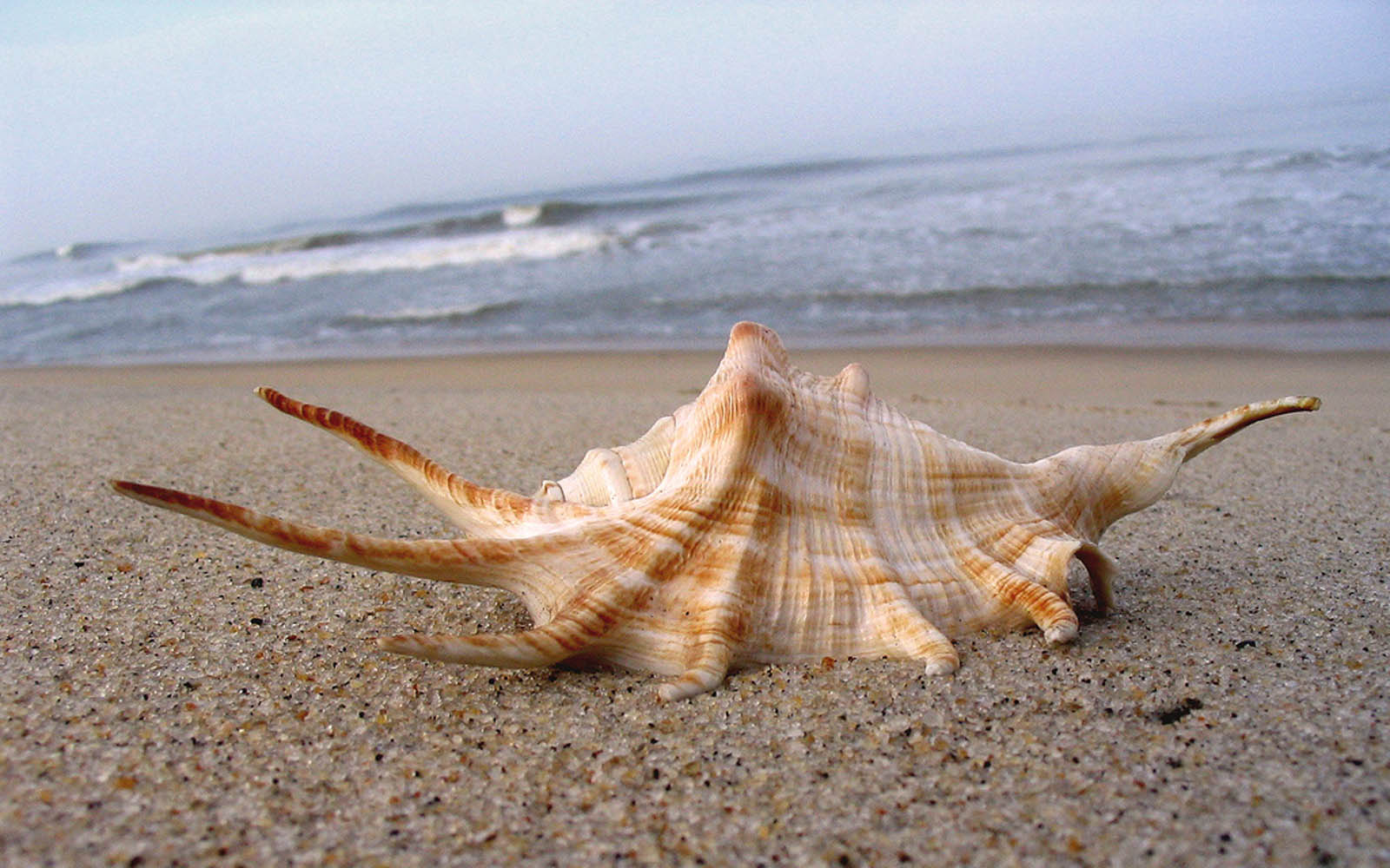 atoz wallpaper,conch,conch,shell,sand,organism