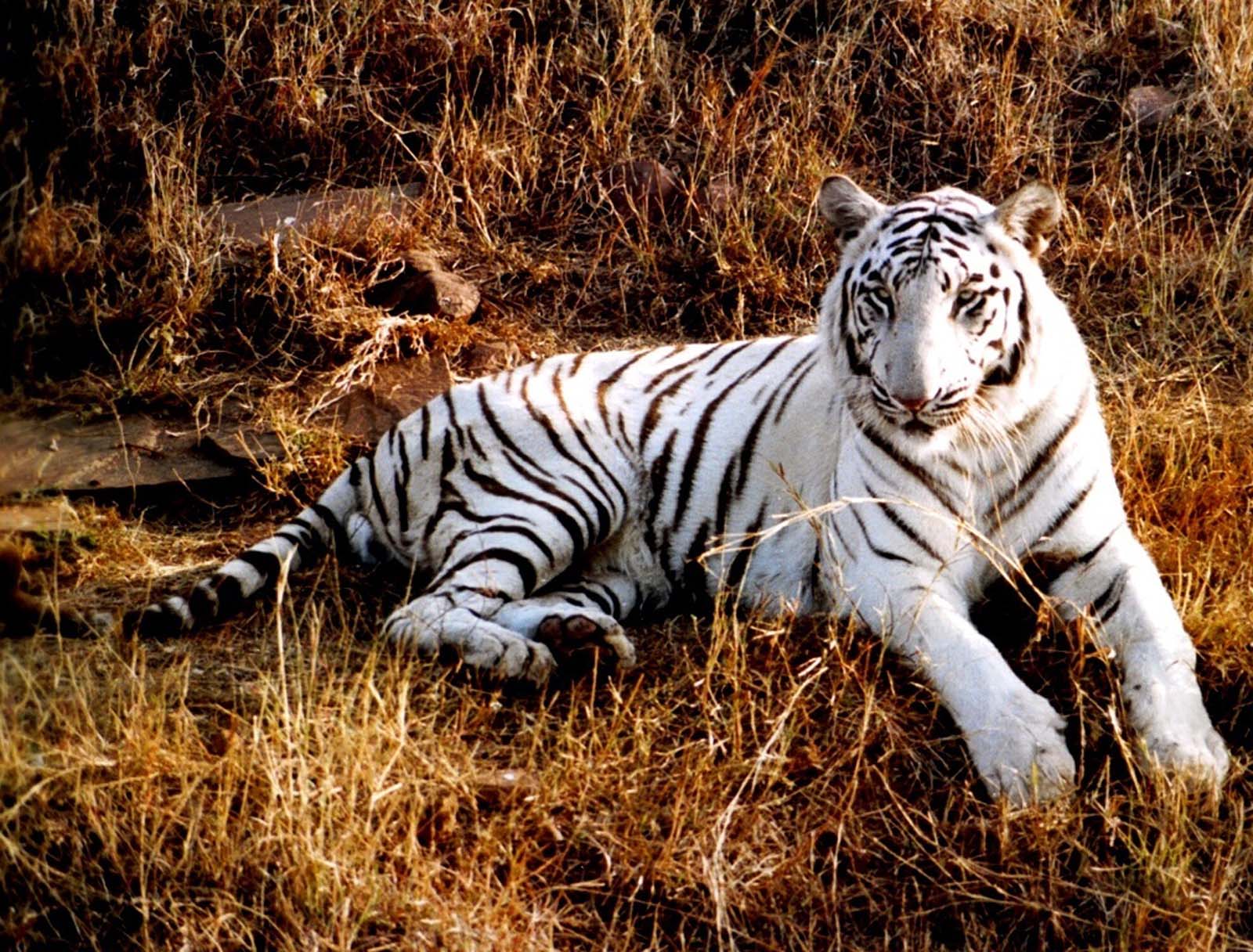 atoz壁紙,虎,野生動物,陸生動物,ベンガルトラ,ネコ科