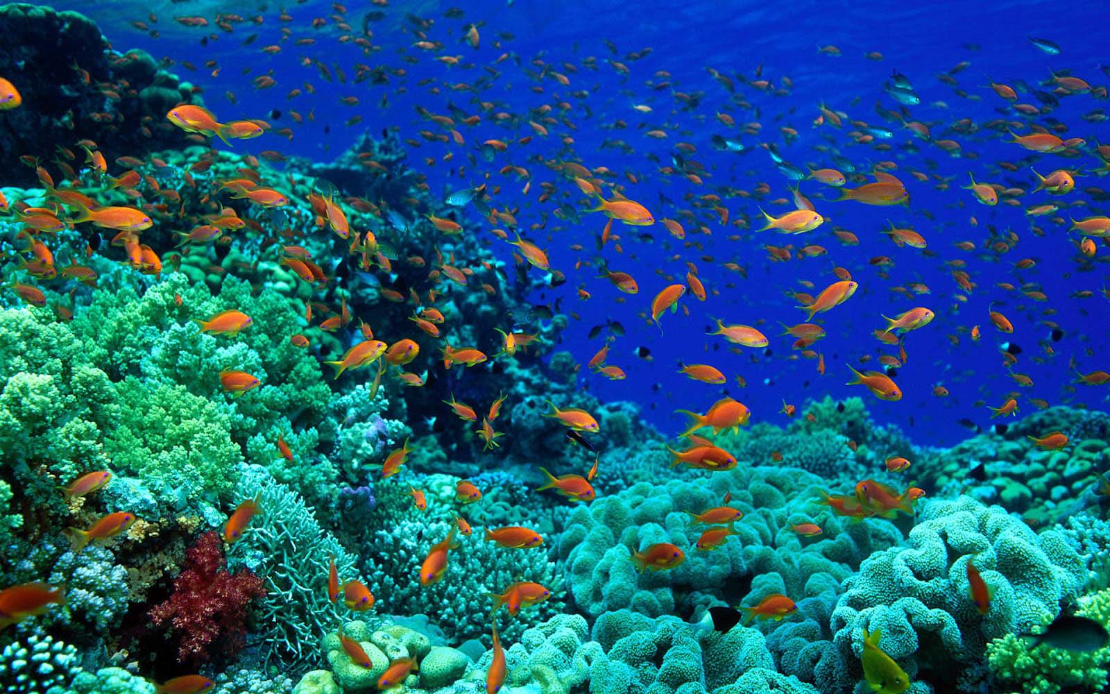 fond d'écran atoz,récif,récif de corail,sous marin,corail,biologie marine