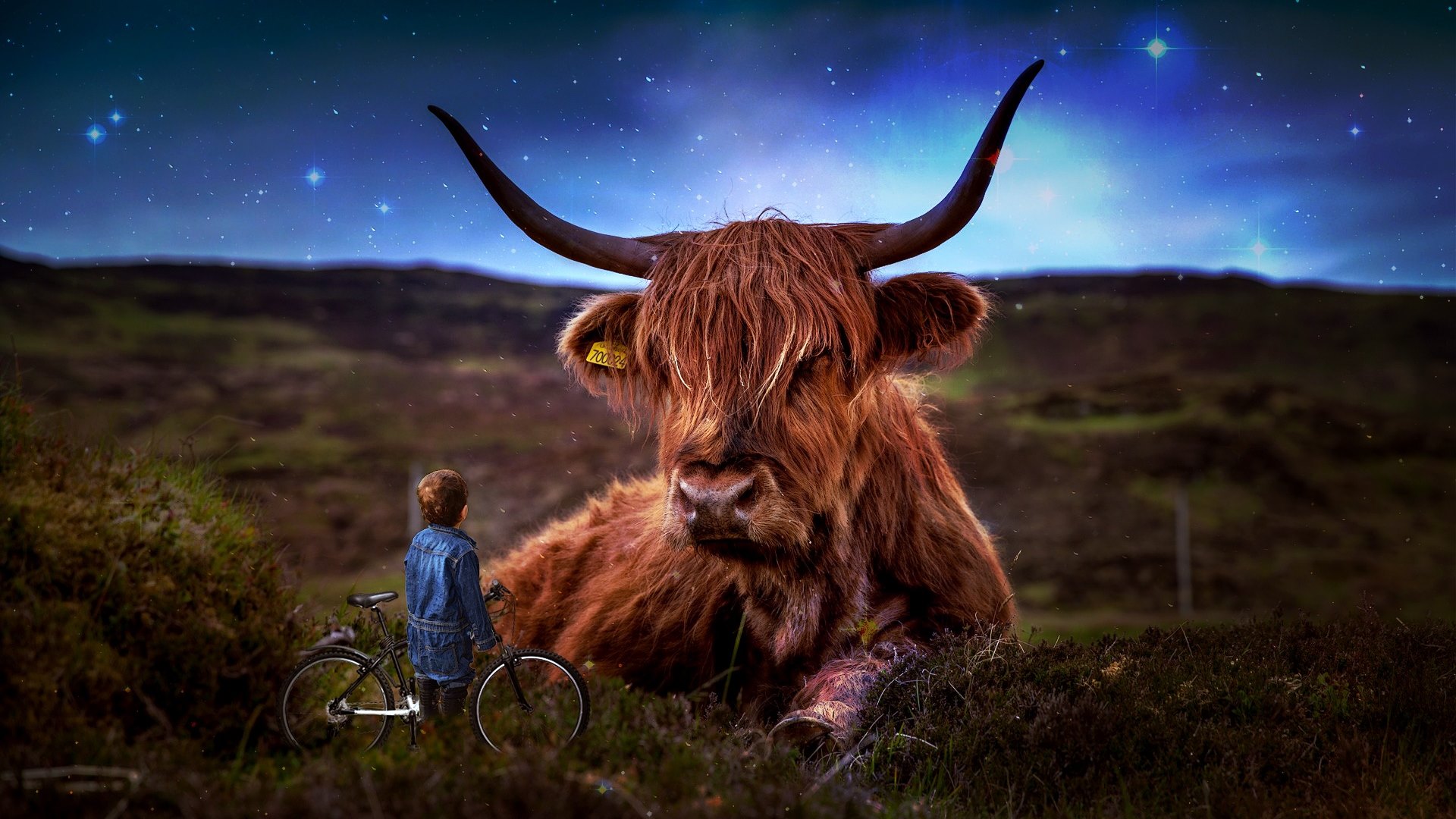 freshmaza wallpaper,horn,highland,bovine,sky,wildlife