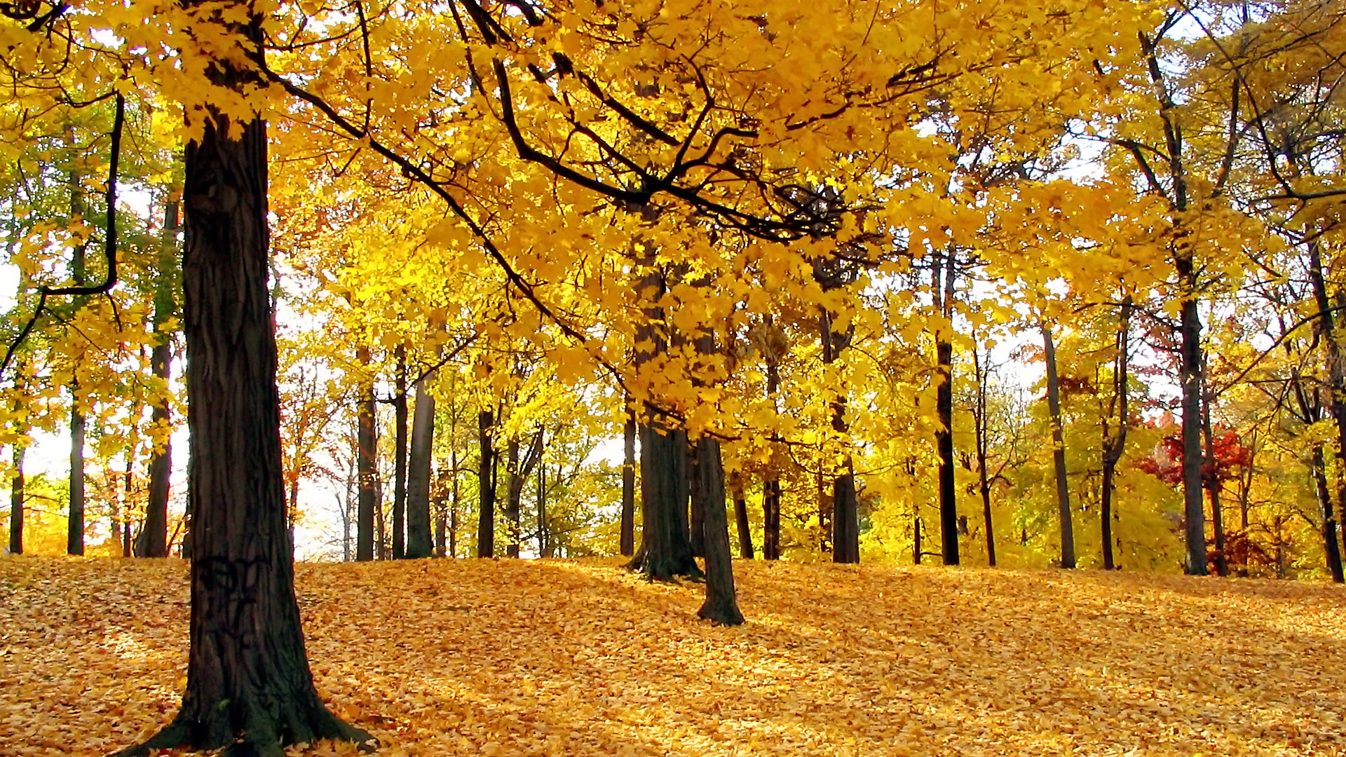 árbol hd fondo de pantalla descarga gratuita,árbol,paisaje natural,naturaleza,hoja,bosque de madera dura del norte