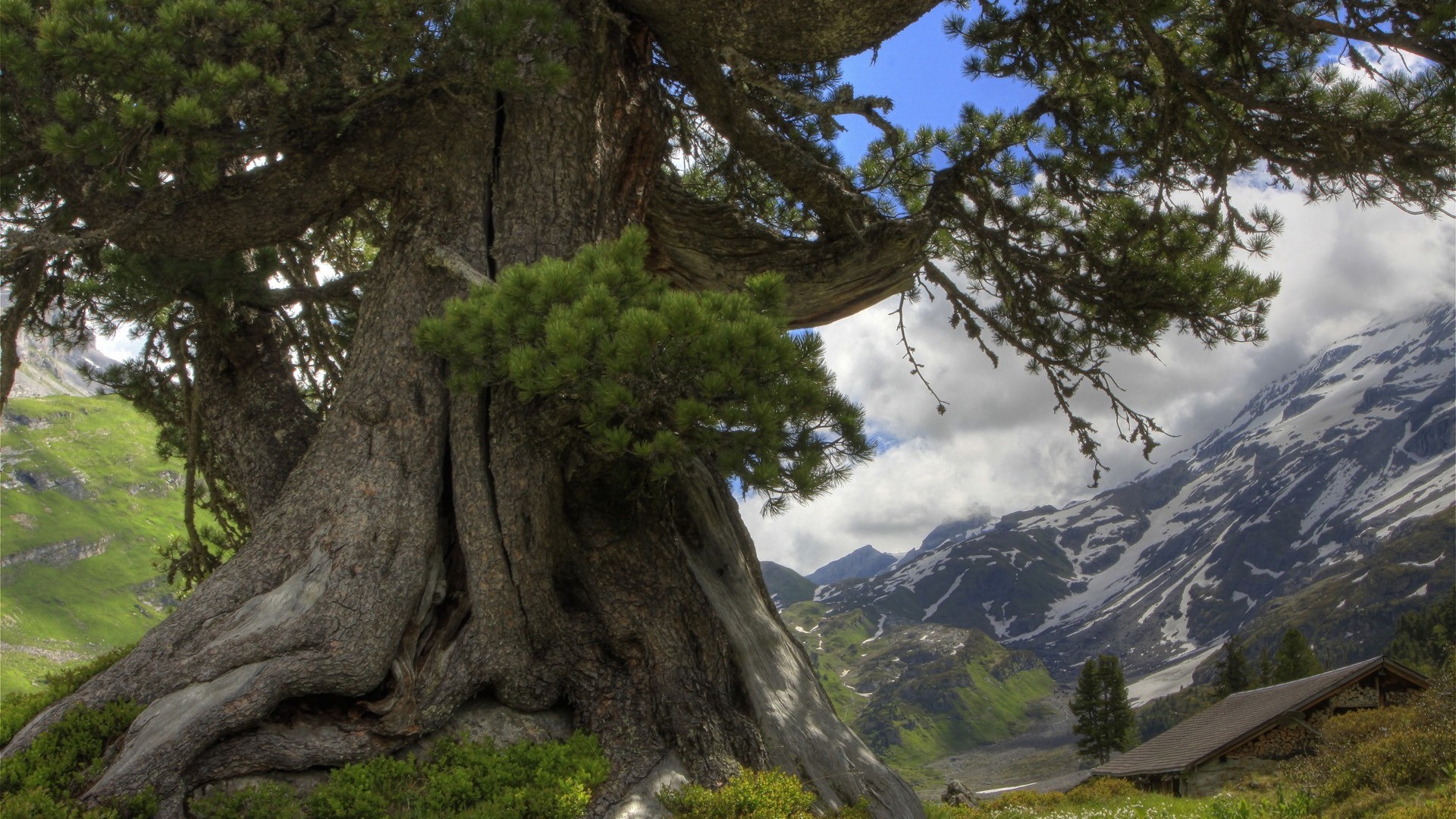 baum hd wallpaper kostenloser download,baum,natur,natürliche landschaft,holzige pflanze,alter wald