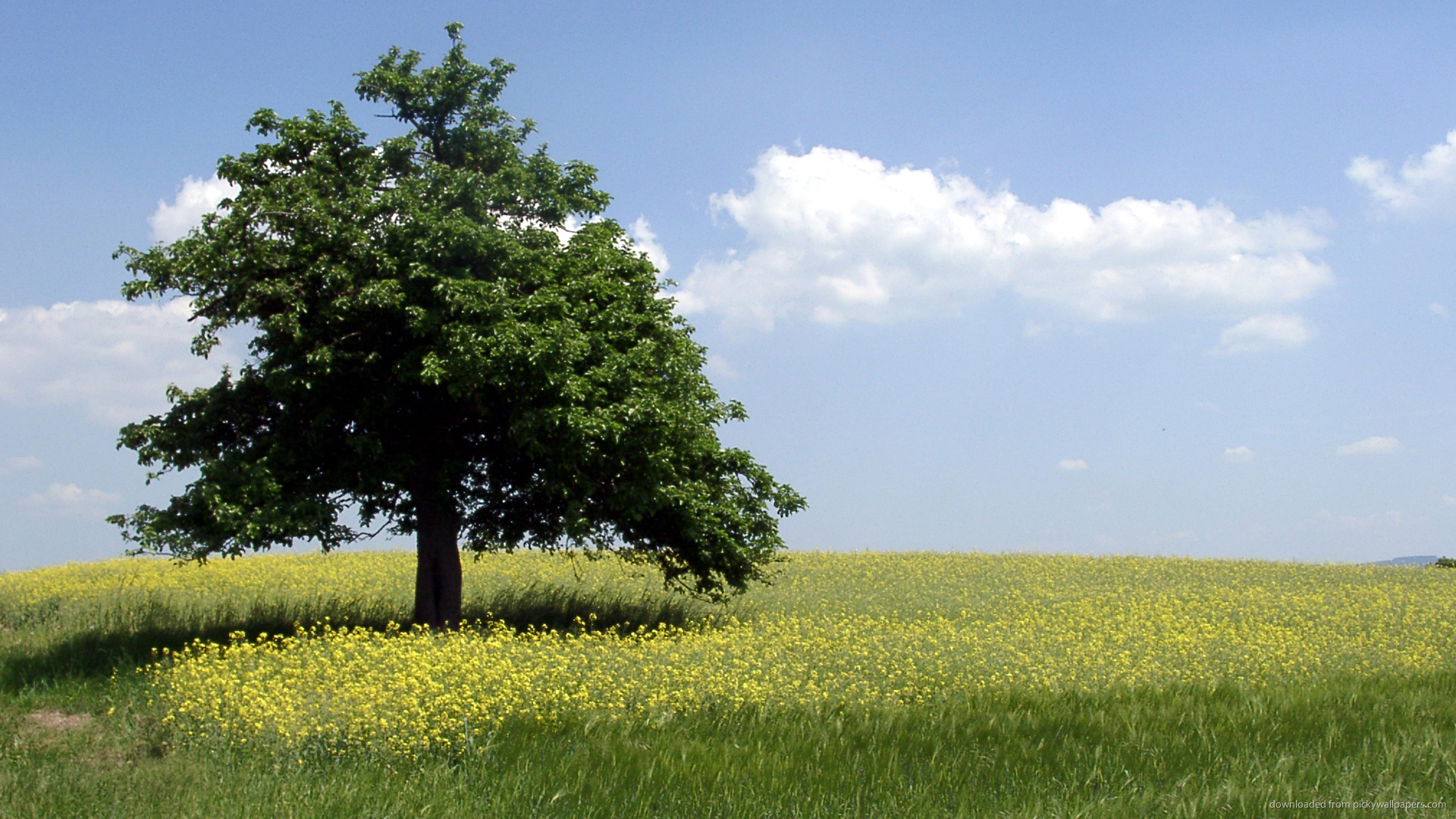 baum hd wallpaper kostenloser download,natürliche landschaft,baum,feld,natur,wiese