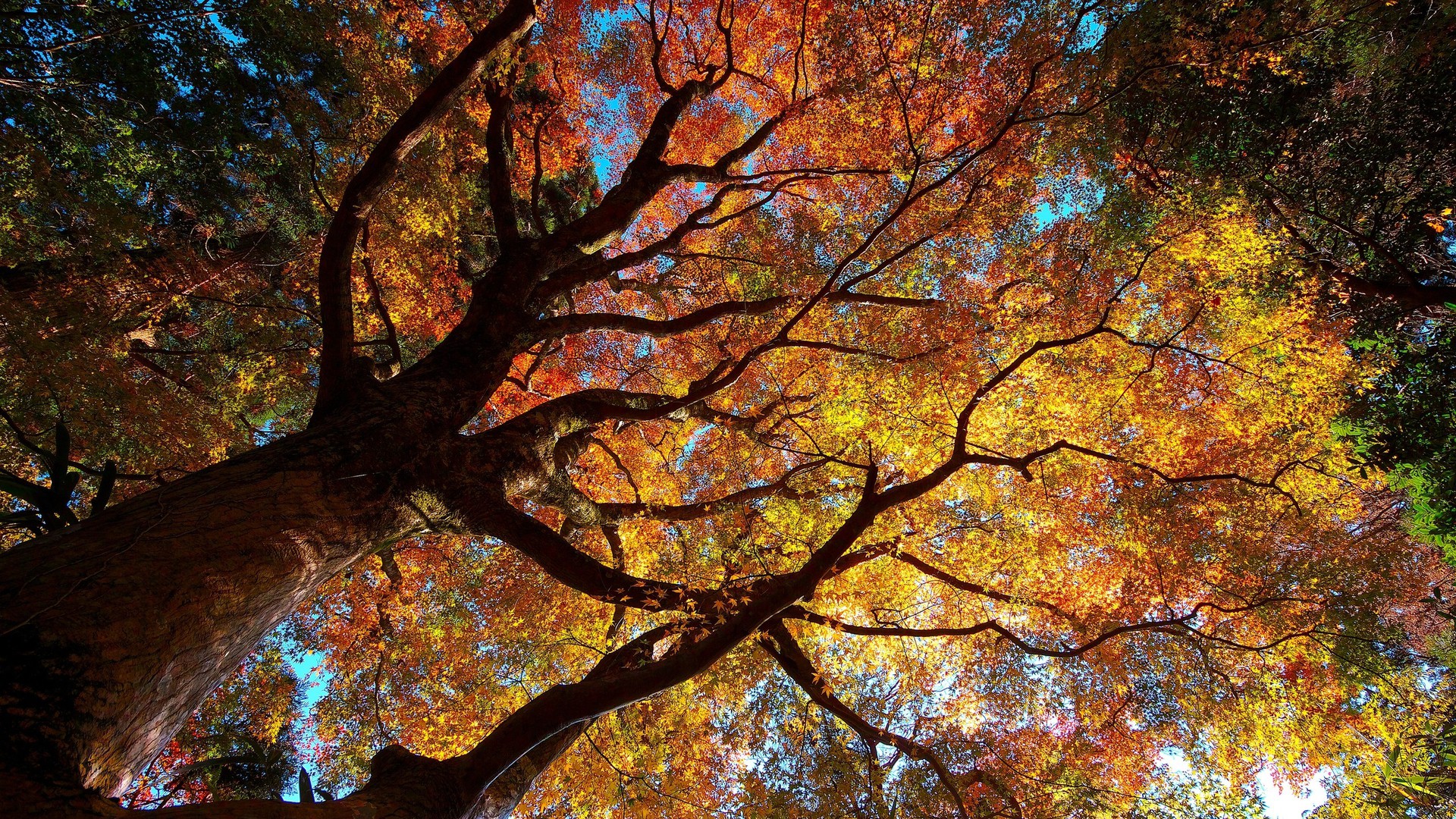 arbre hd fond d'écran téléchargement gratuit,arbre,la nature,feuille,paysage naturel,ciel