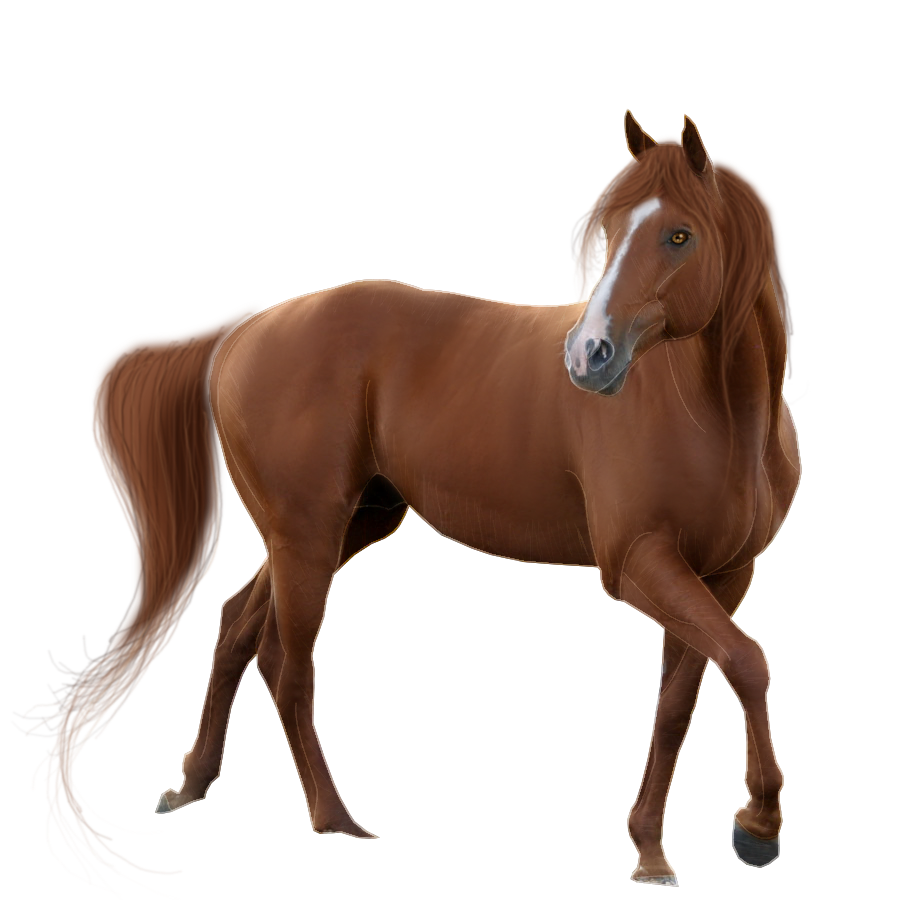 png wallpaper download,horse,mammal,vertebrate,mane,stallion