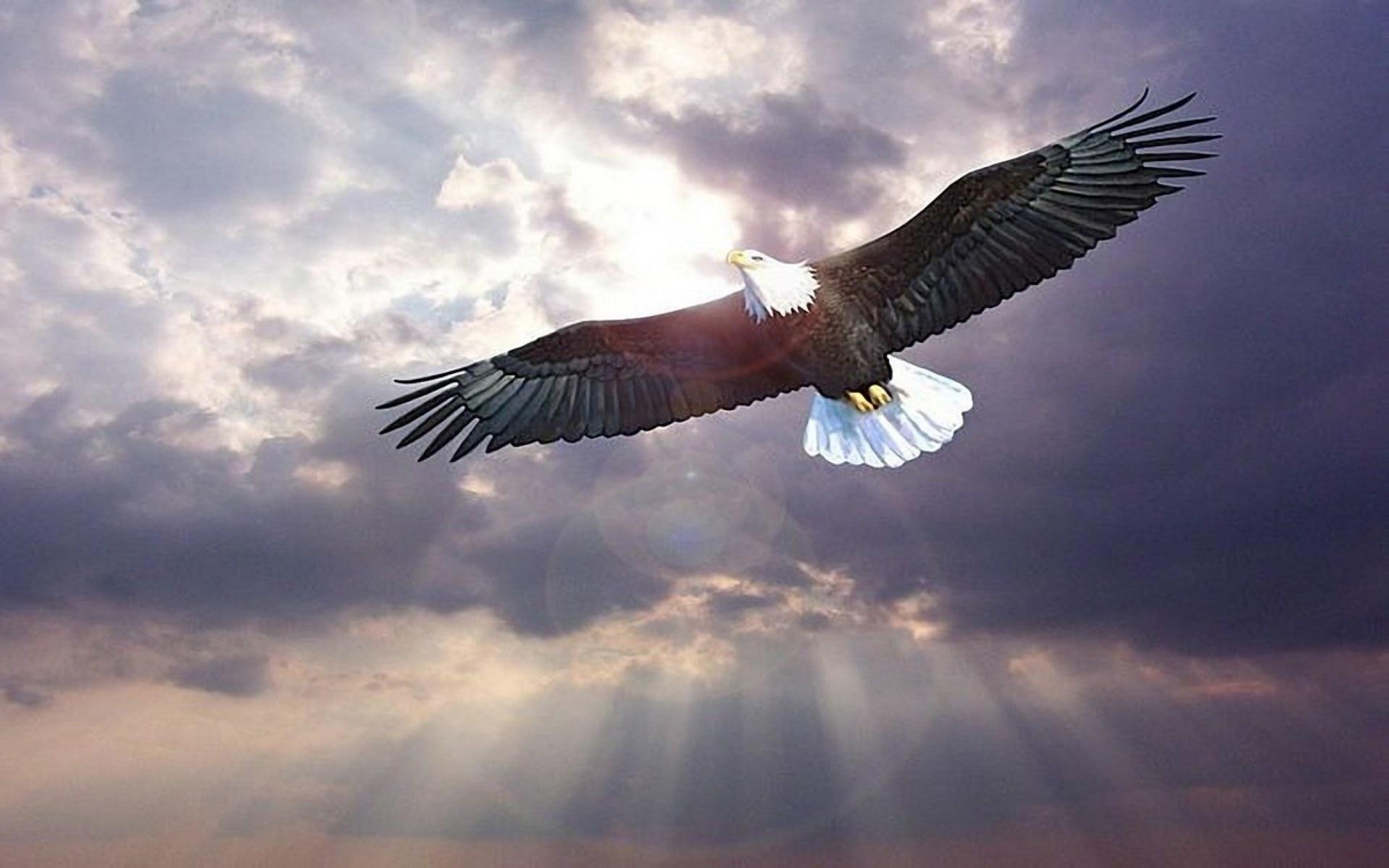fondo de pantalla de águila volando,pájaro,águila,cielo,águila calva,ave de rapiña