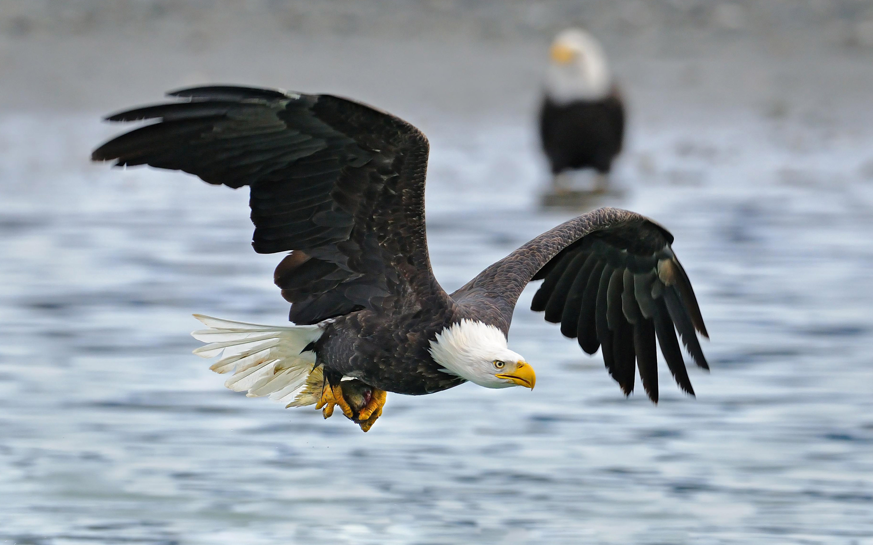 flying eagle wallpaper,bird,bald eagle,vertebrate,bird of prey,eagle