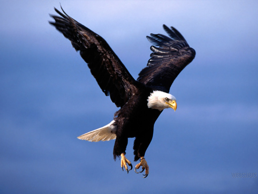 flying eagle wallpaper,bird,bald eagle,bird of prey,vertebrate,accipitriformes