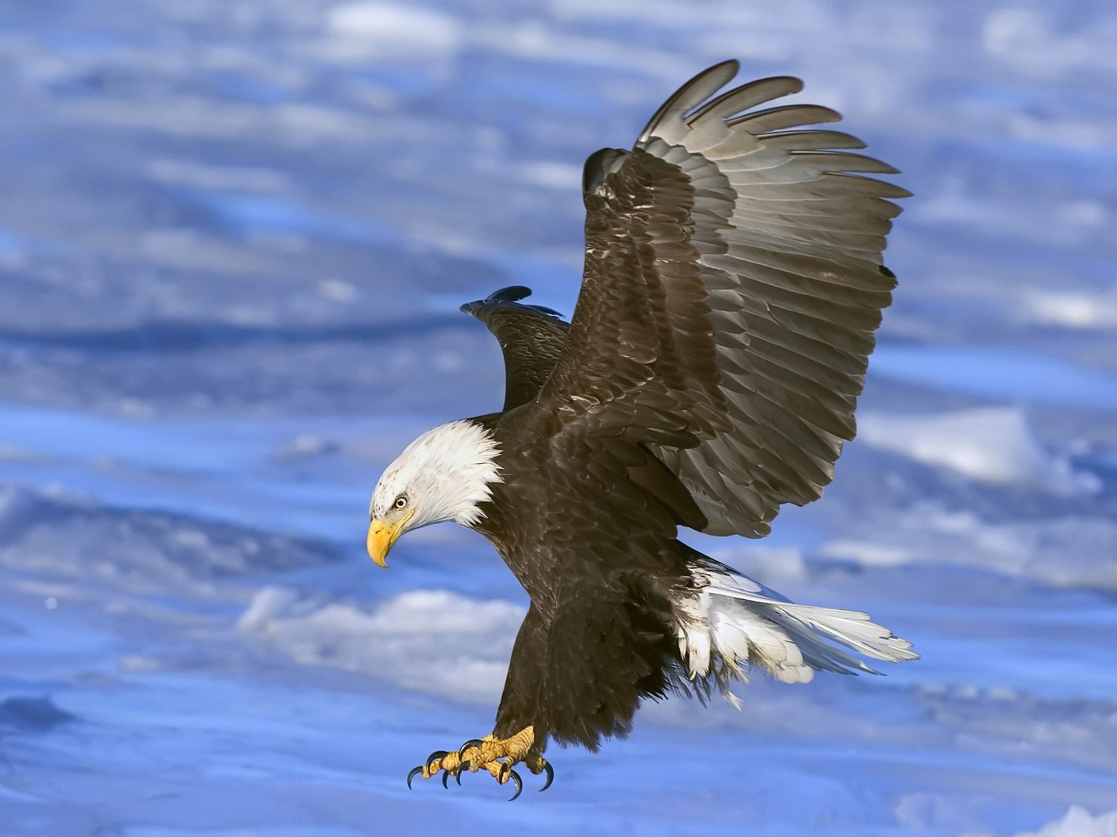 flying eagle wallpaper,bird,bald eagle,vertebrate,bird of prey,accipitridae
