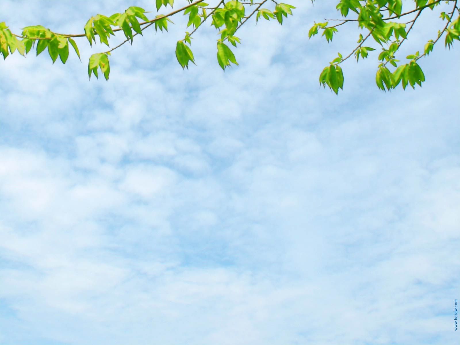 download wallpaper power point,sky,daytime,green,blue,branch