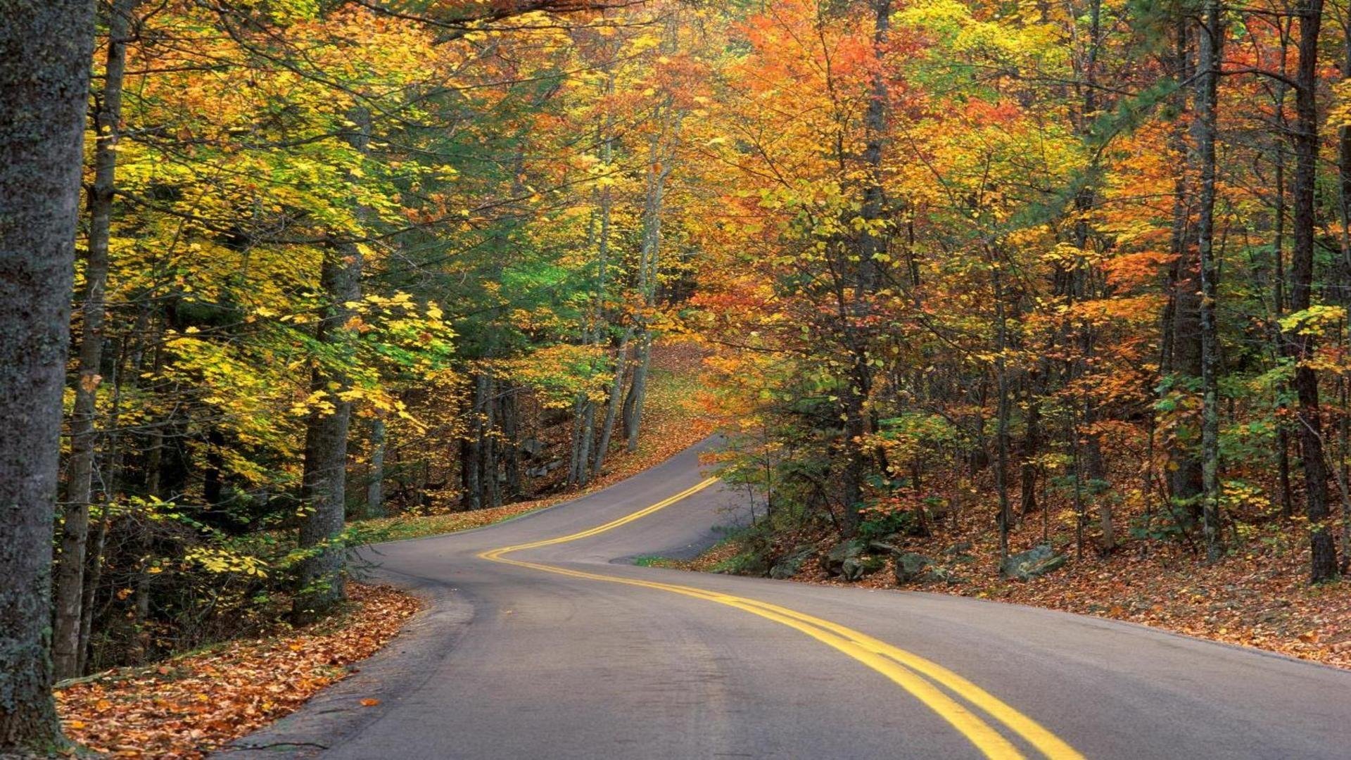 自然道路の壁紙のhd,自然の風景,道路,木,自然,葉