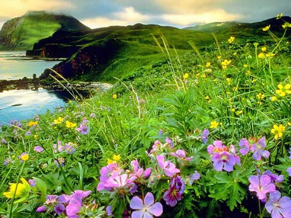sadak wallpaper,flower,natural landscape,nature,plant,vegetation