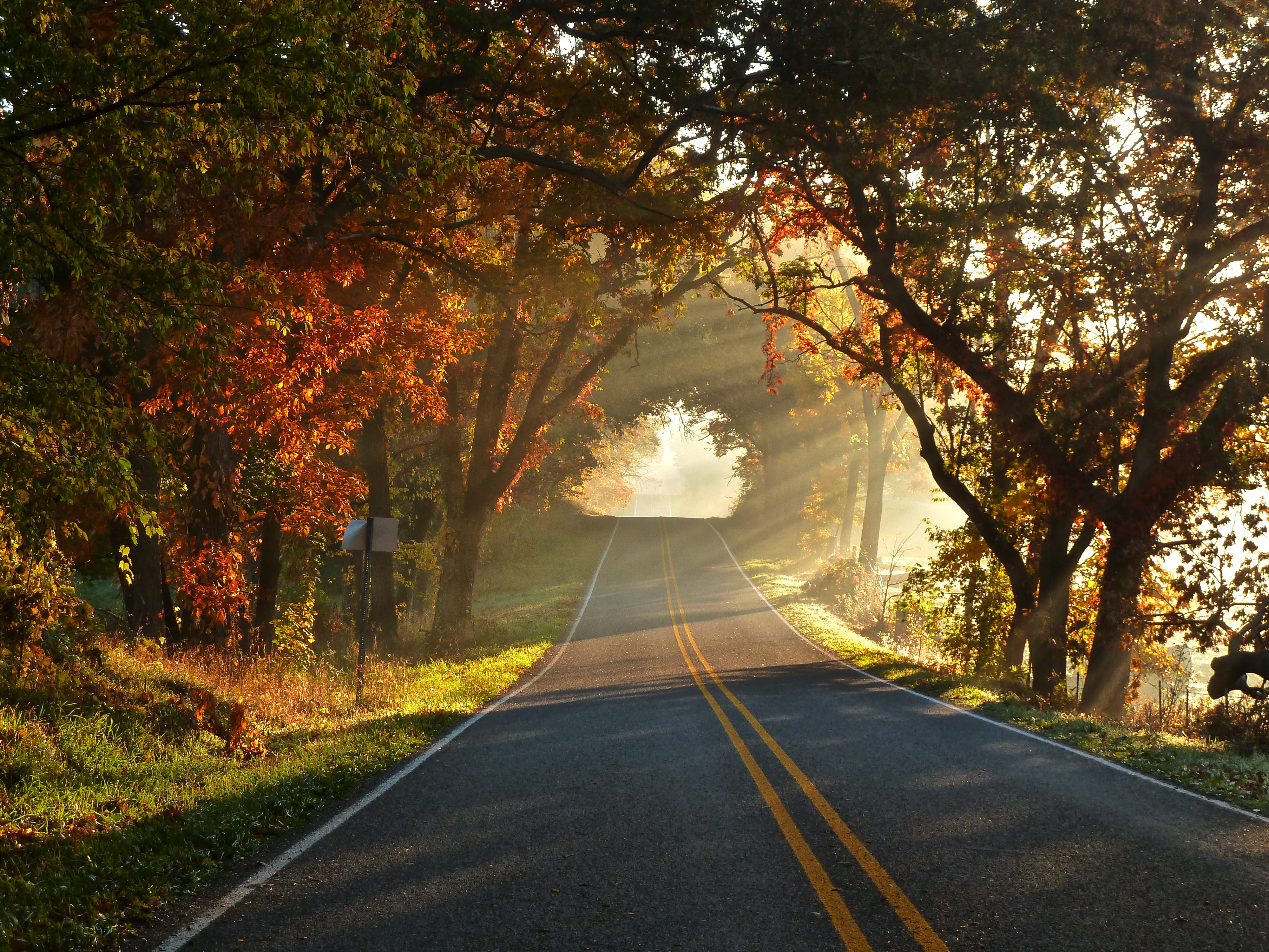 papier peint route de campagne,paysage naturel,la nature,arbre,route,matin