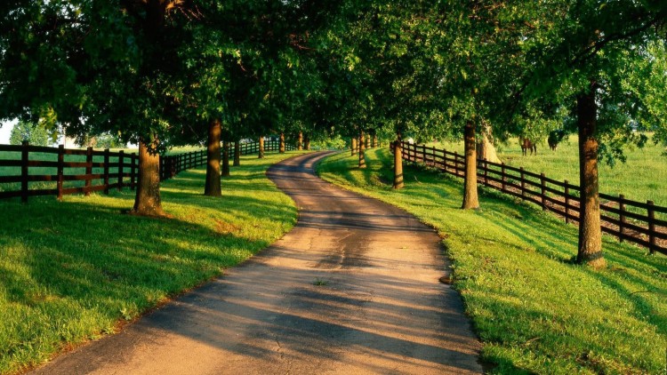 国の道路の壁紙,自然の風景,自然,木,道路,道