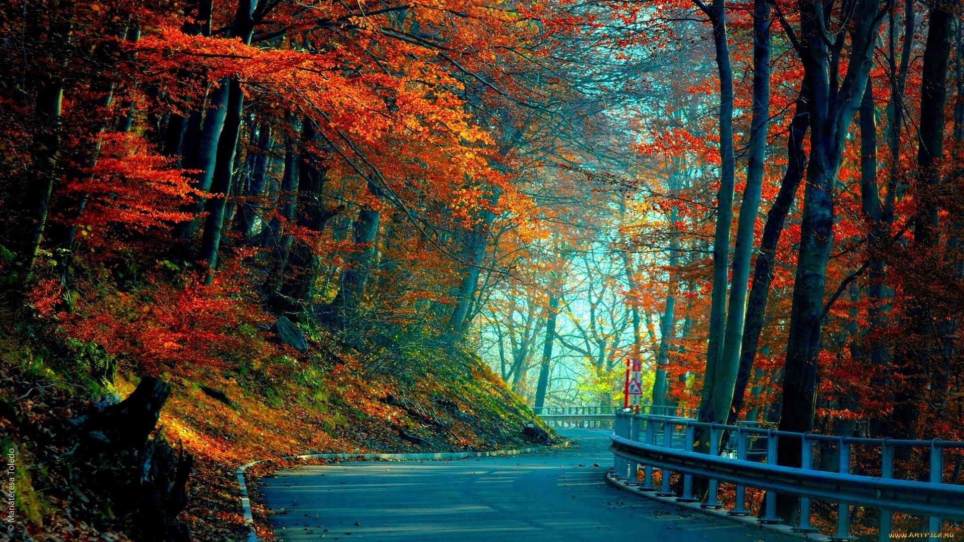 도로 배경 화면 1080p,자연,자연 경관,나무,잎,가을