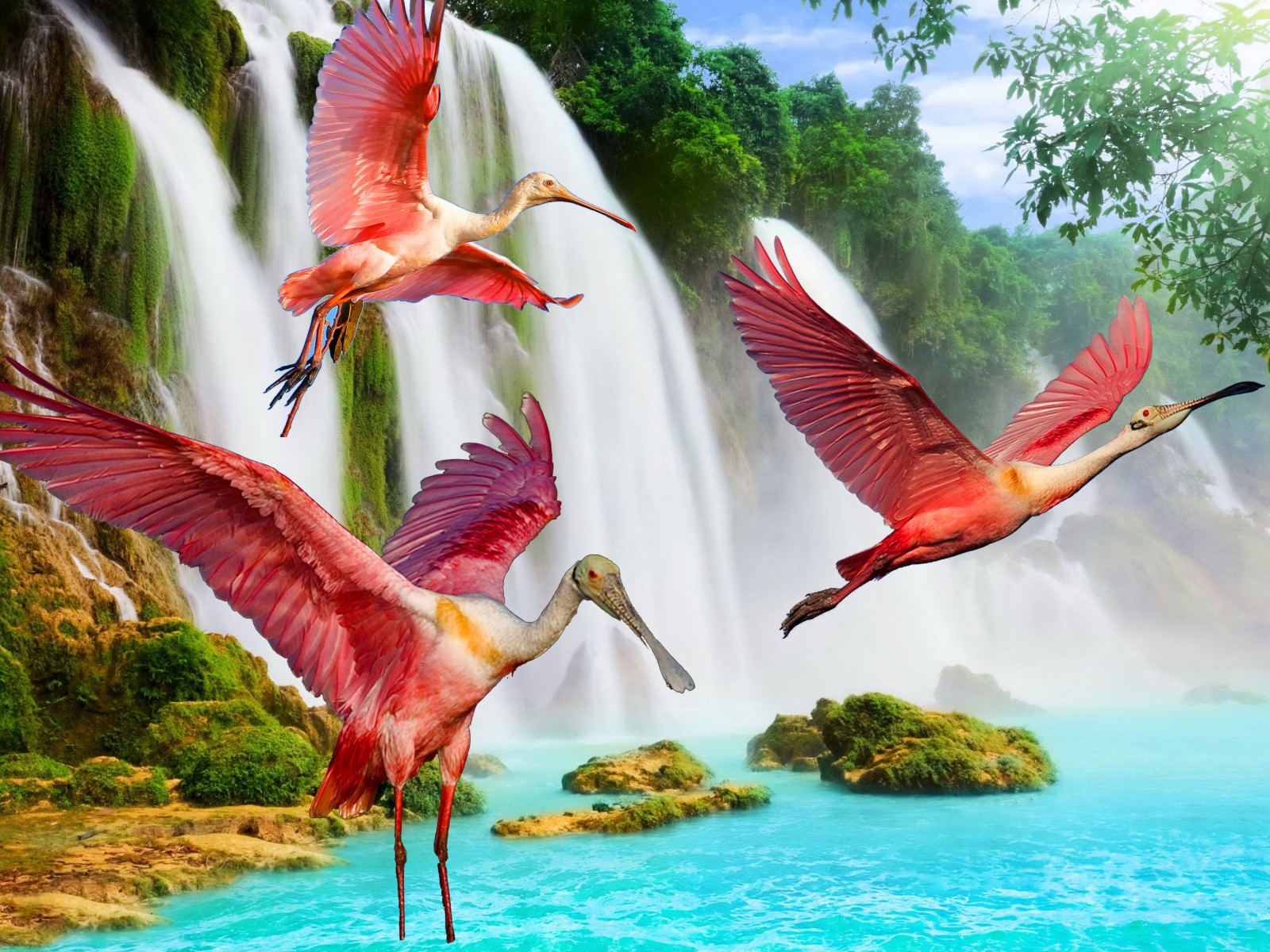 belle image fond d'écran hd,oiseau,la nature,paysage naturel,oiseau d'eau,faune