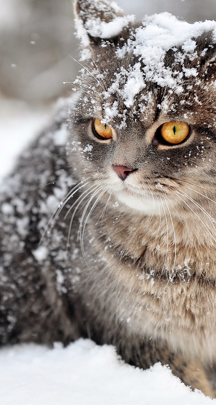 용암 아이리스의 hd 벽지,고양이,구레나룻,중소형 고양이,felidae,주둥이