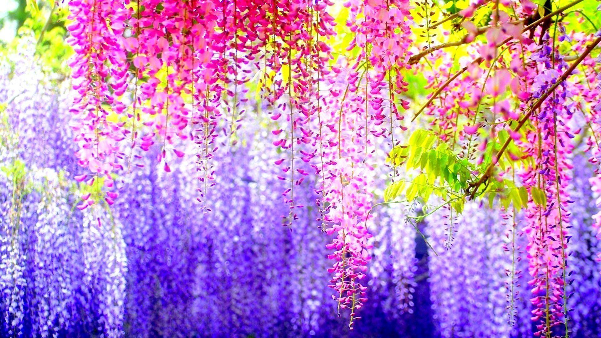 컴퓨터를위한 예쁜 월페이퍼,라벤더,제비꽃,보라색,등나무,식물