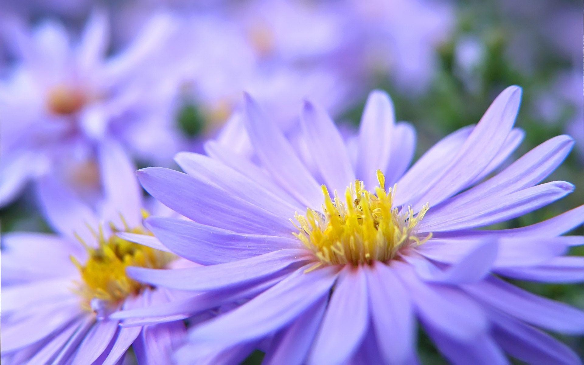 pretty wallpapers for computers,flower,flowering plant,aromatic aster,petal,purple