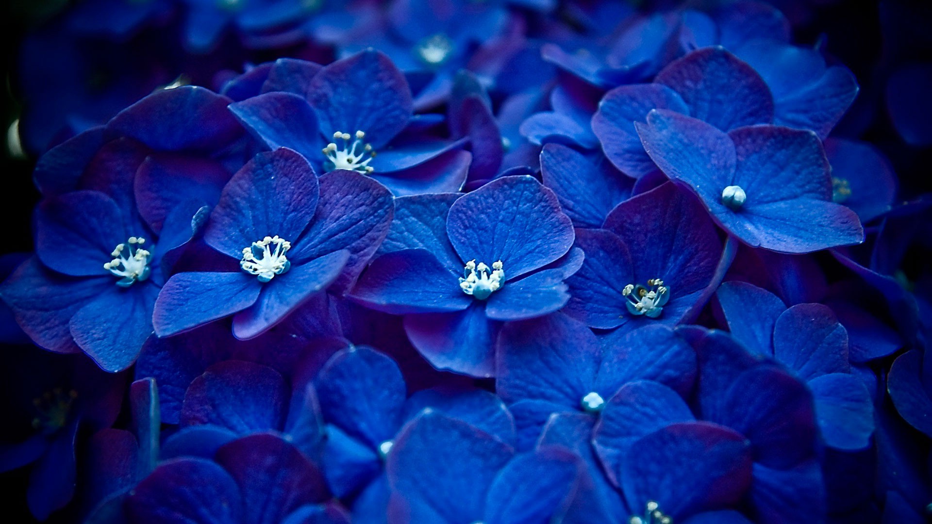 pretty wallpapers for computers,blue,flower,cobalt blue,petal,plant