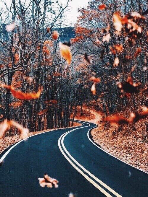秋のtumblrの壁紙,道路,自然の風景,木,空,アスファルト
