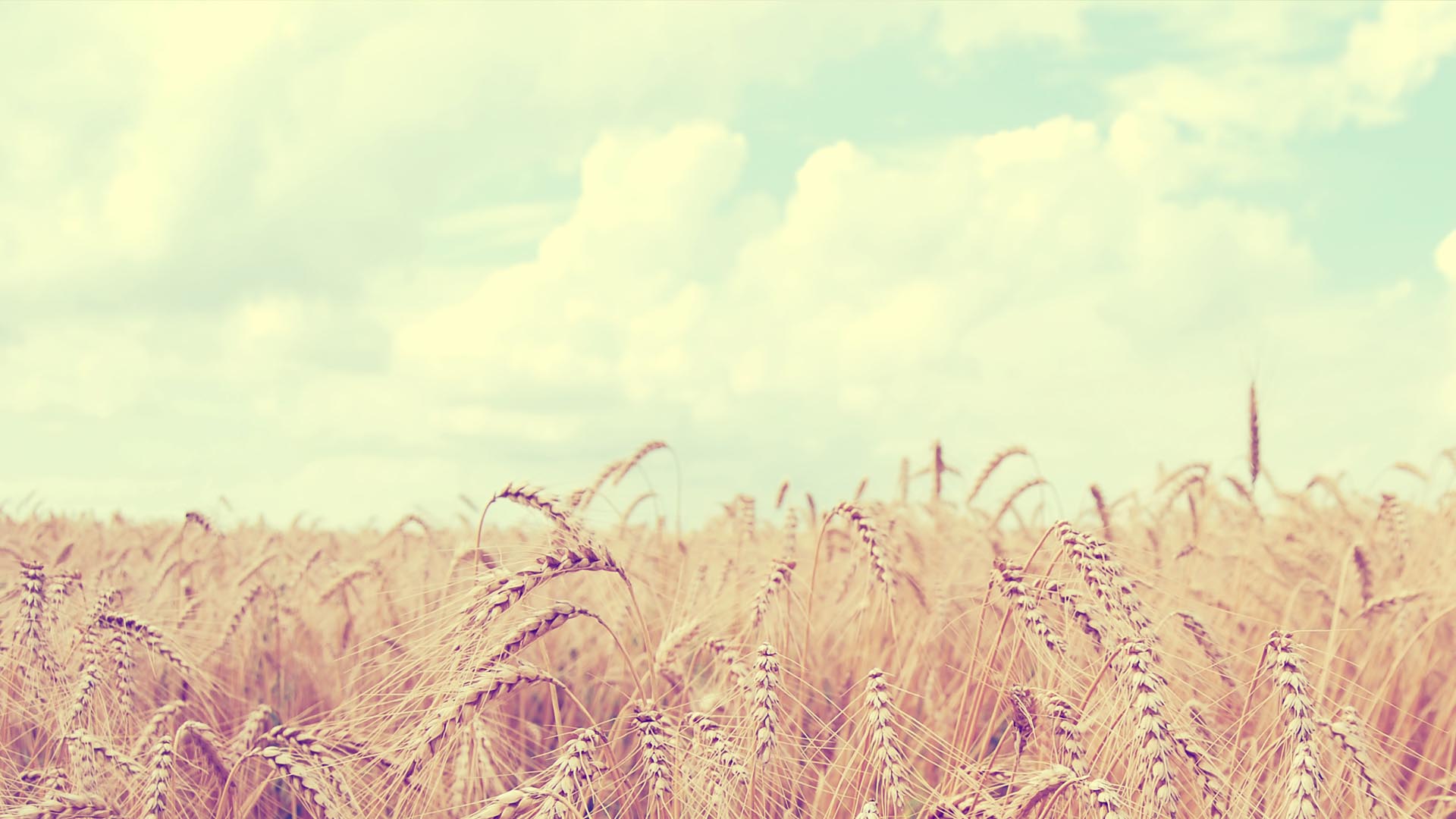 soft wallpaper hd,people in nature,field,rye,barley,grass