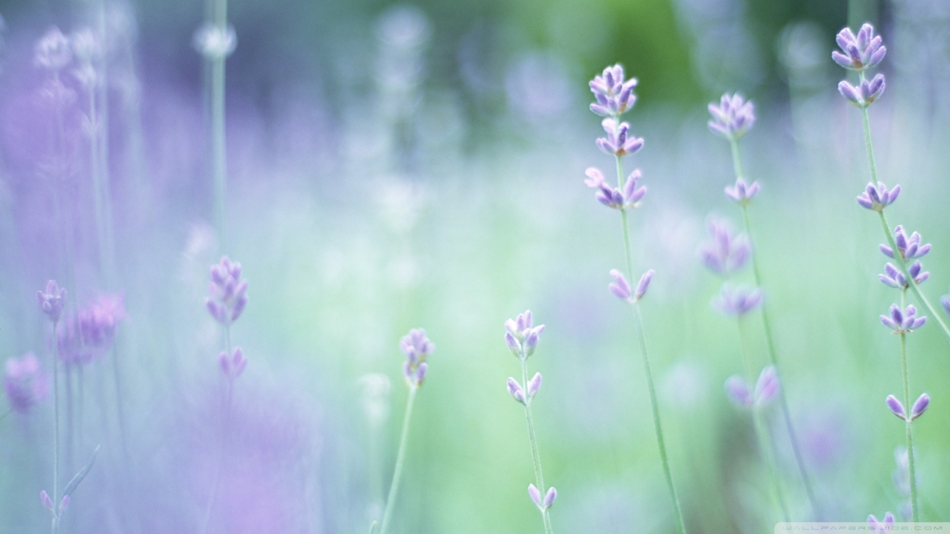 fond d'écran doux hd,plante à fleurs,lavande,fleur,lavande anglaise,lavande