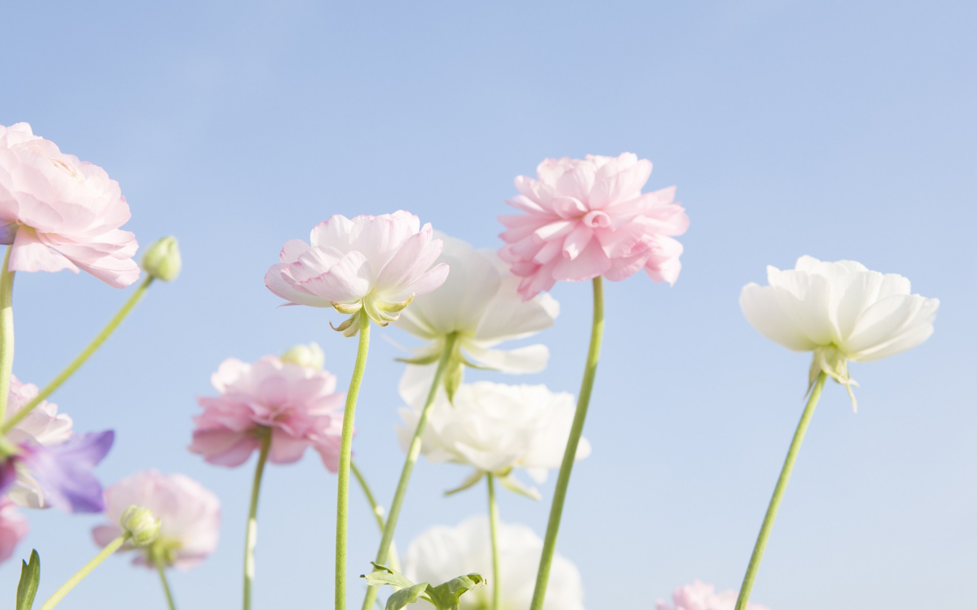 fondo de pantalla suave hd,flor,planta floreciendo,pétalo,rosado,planta