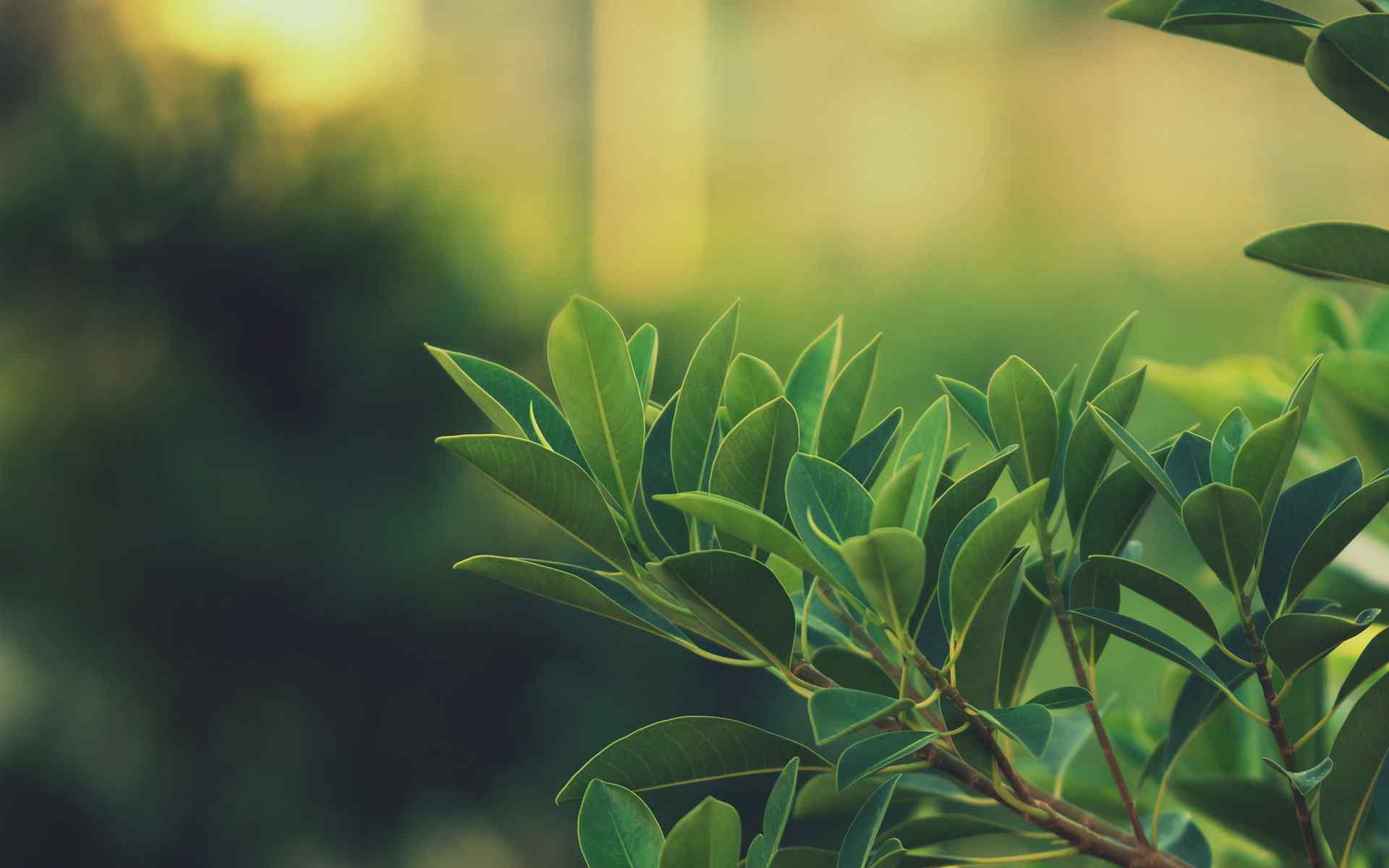 fondo de pantalla suave hd,hoja,verde,planta,flor,árbol