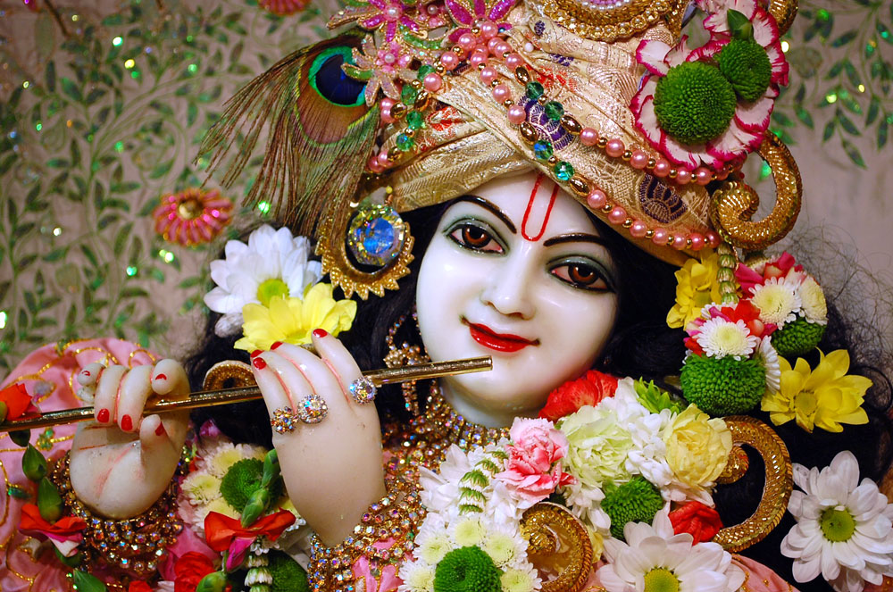 janmashtami wallpaper galleries,close up,tradition,plant,photography,flower