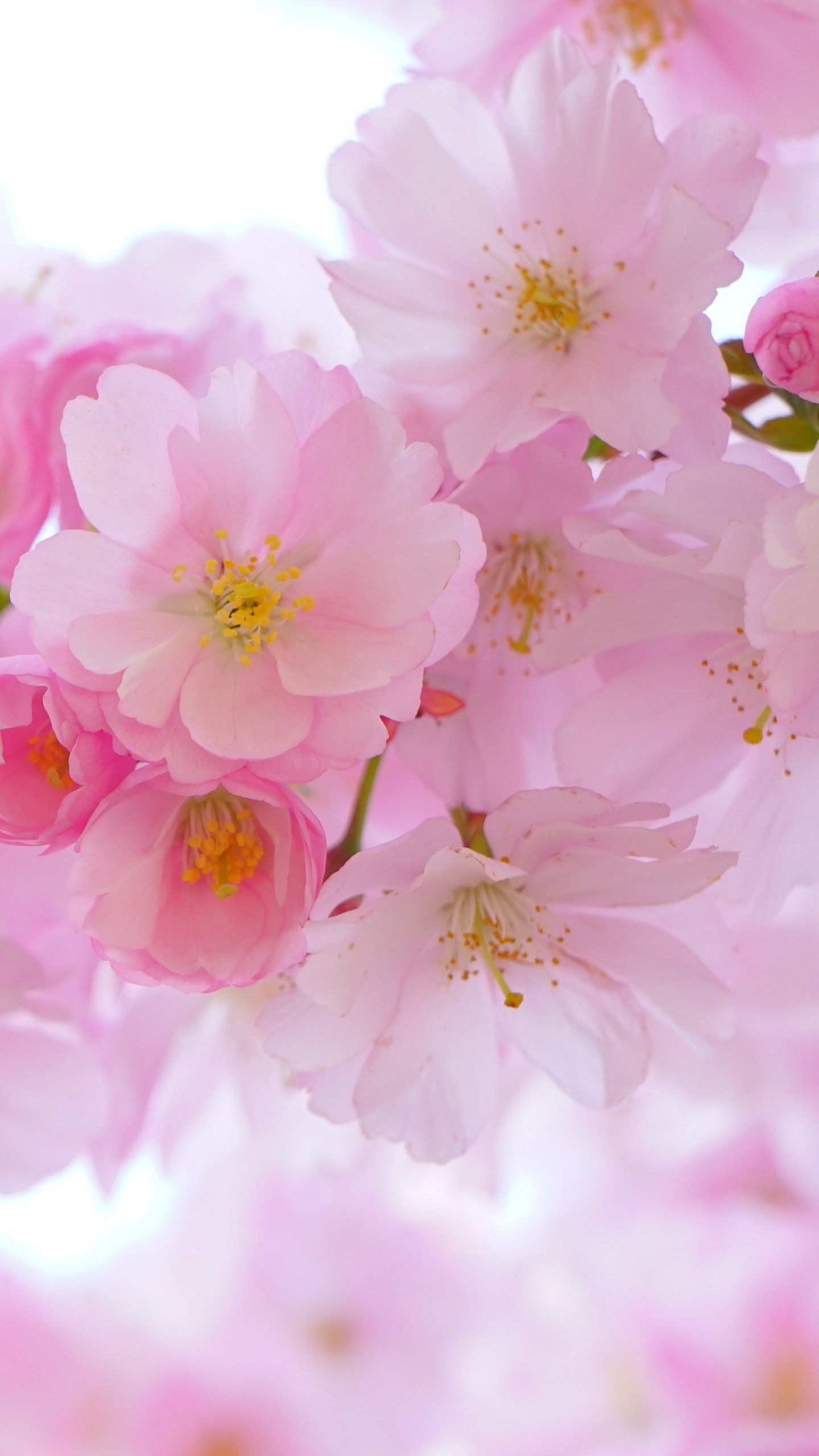 fondo de pantalla móvil de cereza,flor,pétalo,rosado,flor de cerezo,florecer
