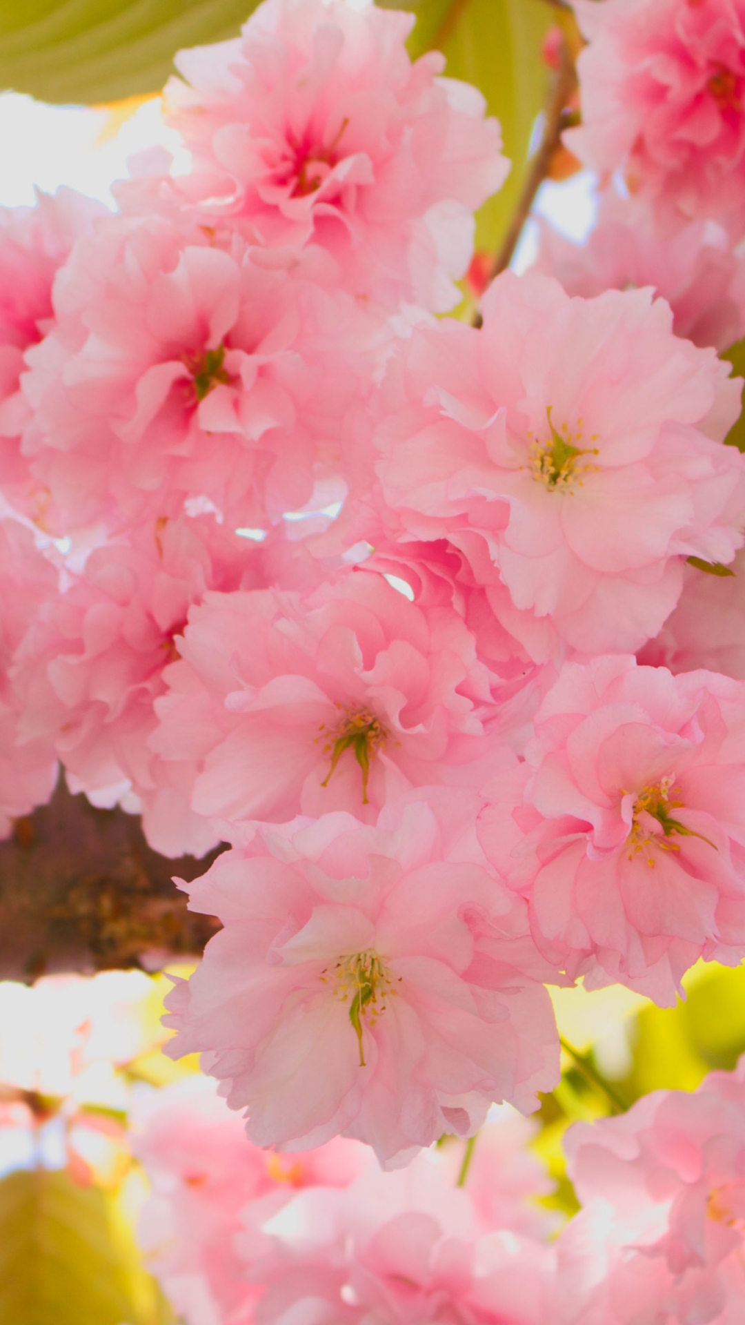 fondo de pantalla móvil de cereza,flor,rosado,pétalo,flor de cerezo,florecer