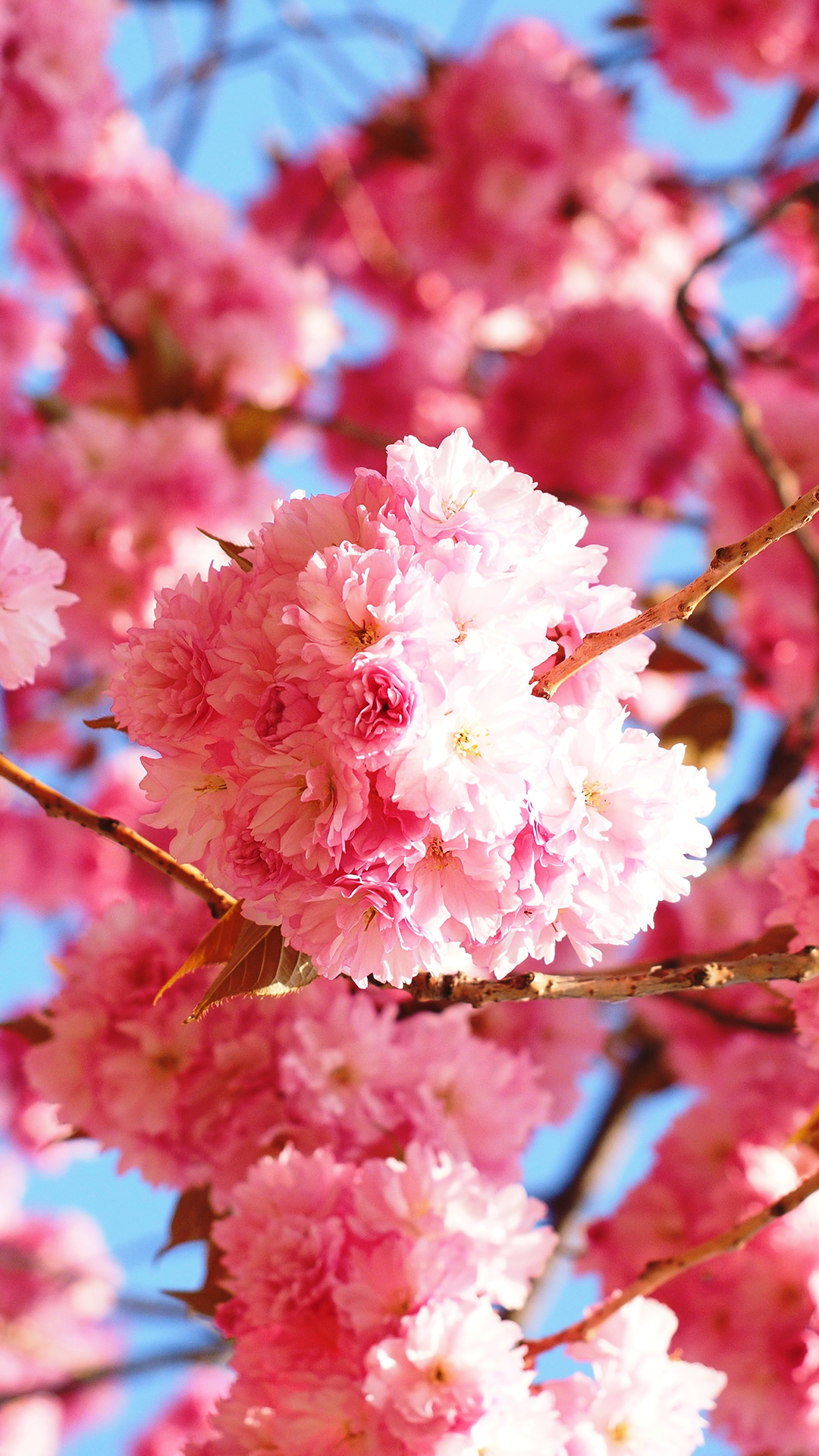 fondo de pantalla móvil de cereza,flor,planta,rosado,florecer,pétalo