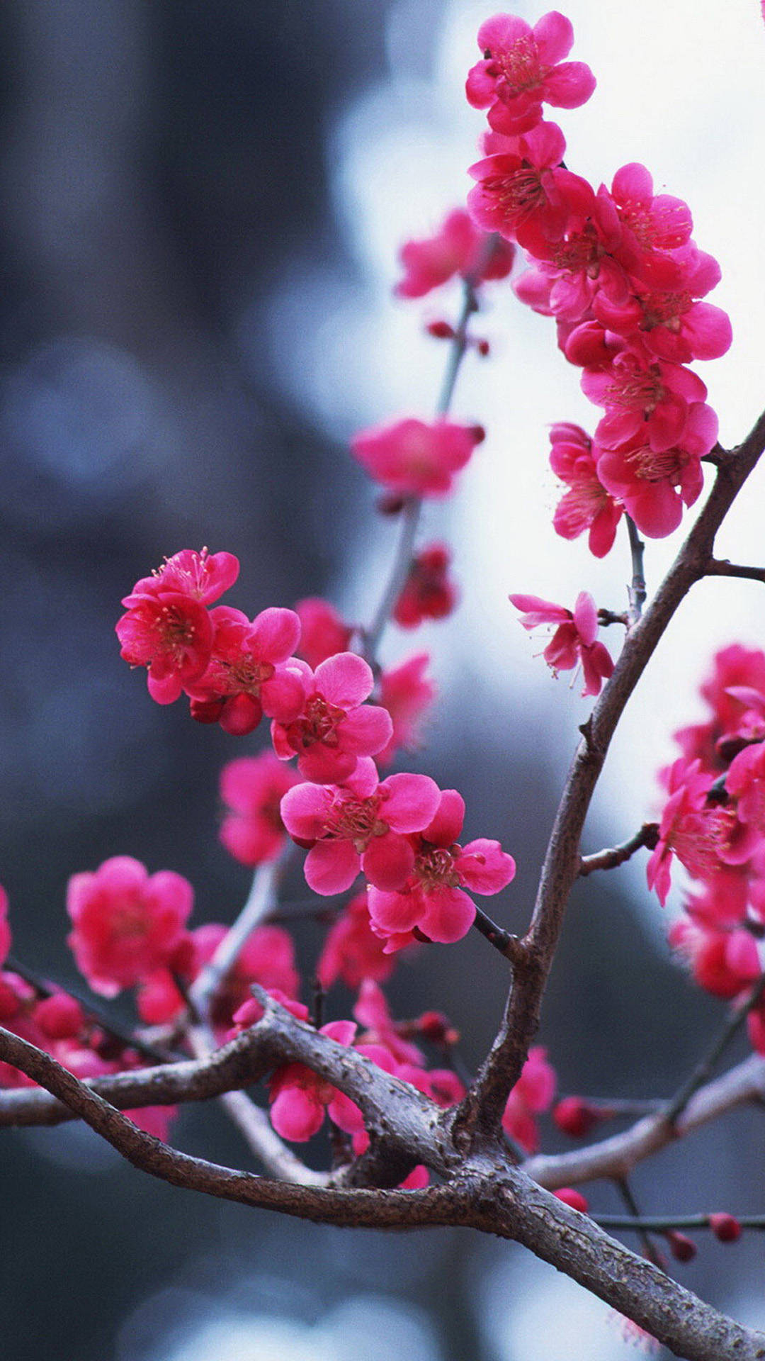 fondo de pantalla móvil de cereza,flor,rosado,planta,árbol,primavera