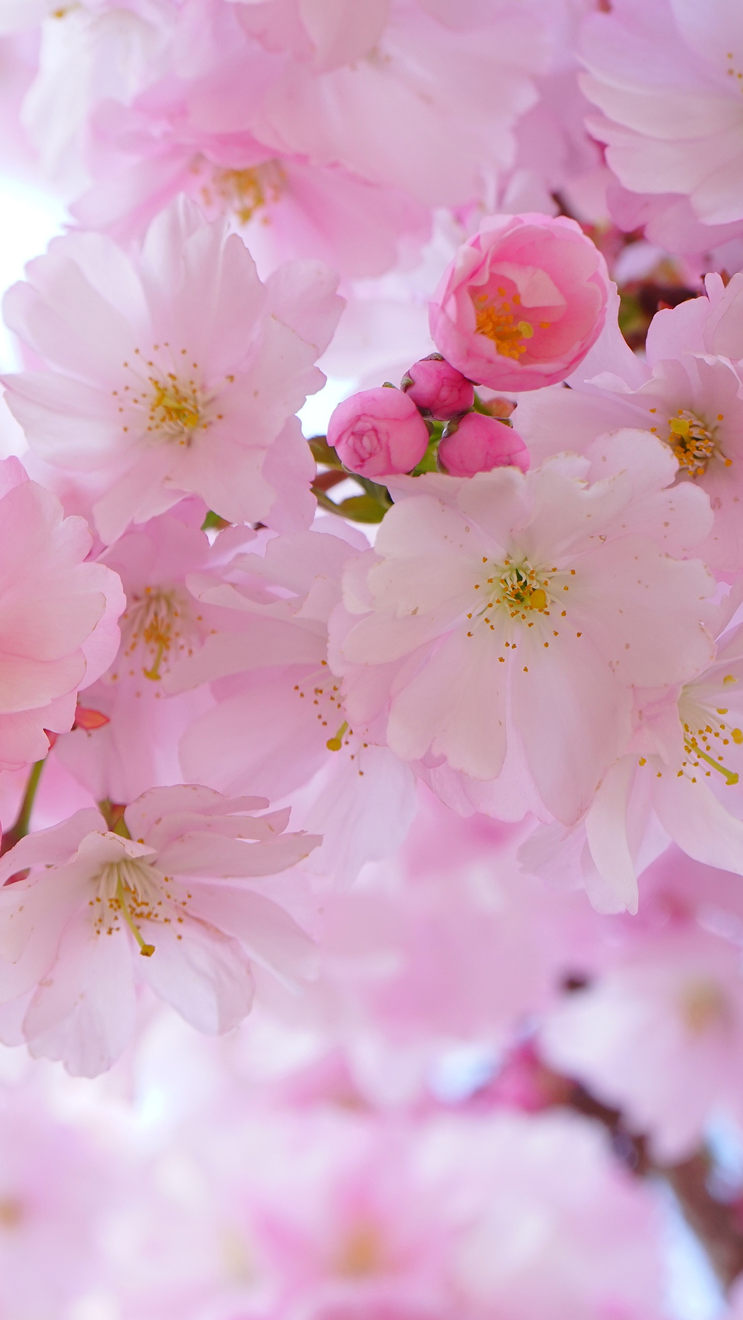 fondo de pantalla móvil de cereza,flor,pétalo,florecer,rosado,flor de cerezo
