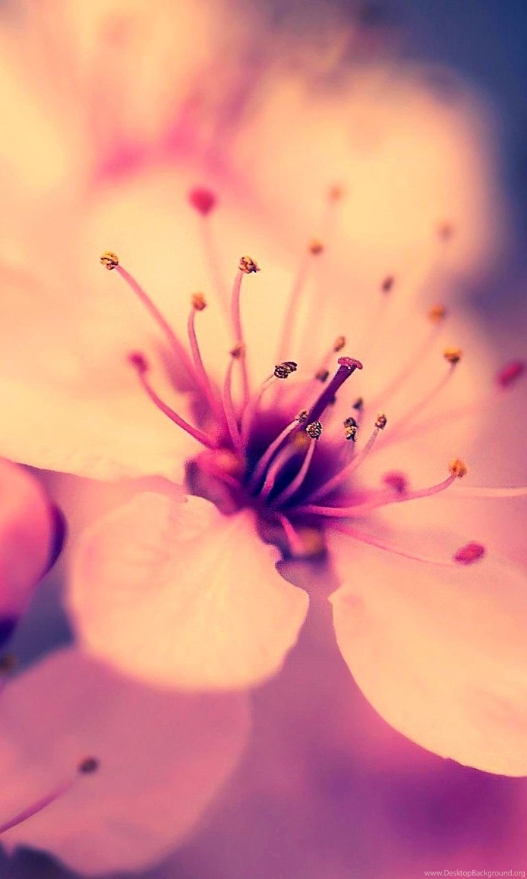 cherry mobile wallpaper,petal,nature,pink,flower,macro photography