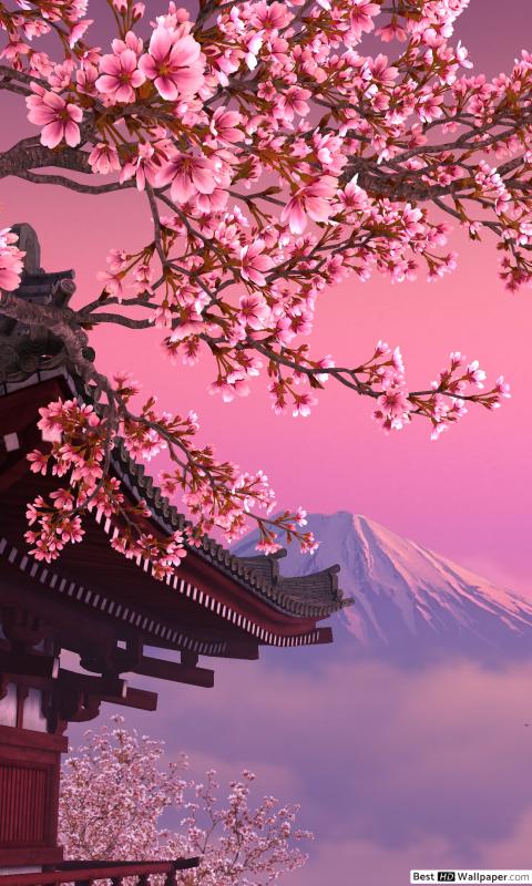 cherry mobile wallpaper,flower,blossom,pink,cherry blossom,spring